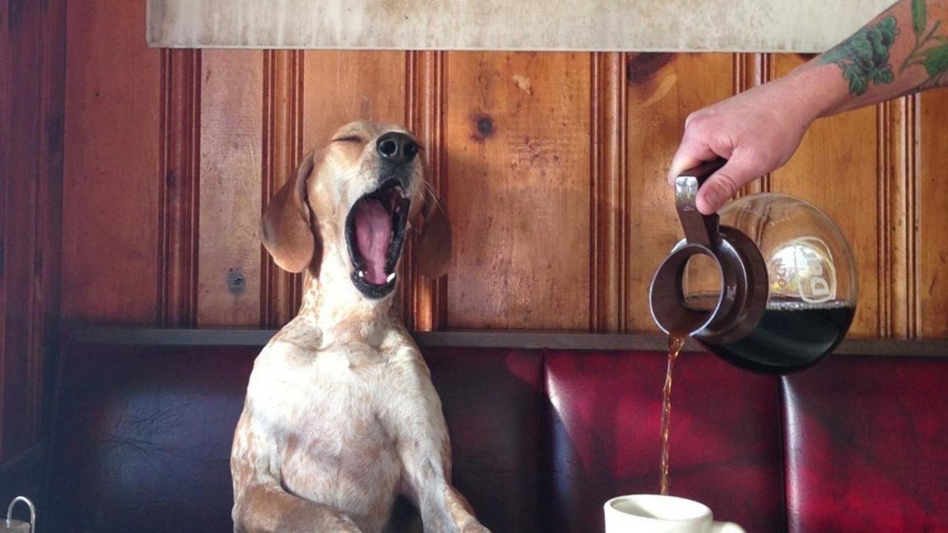 what does coffee do to dogs