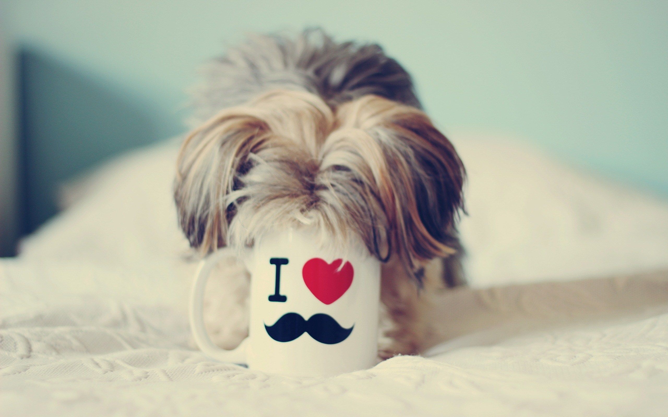 Dog loves coffee loves mustache