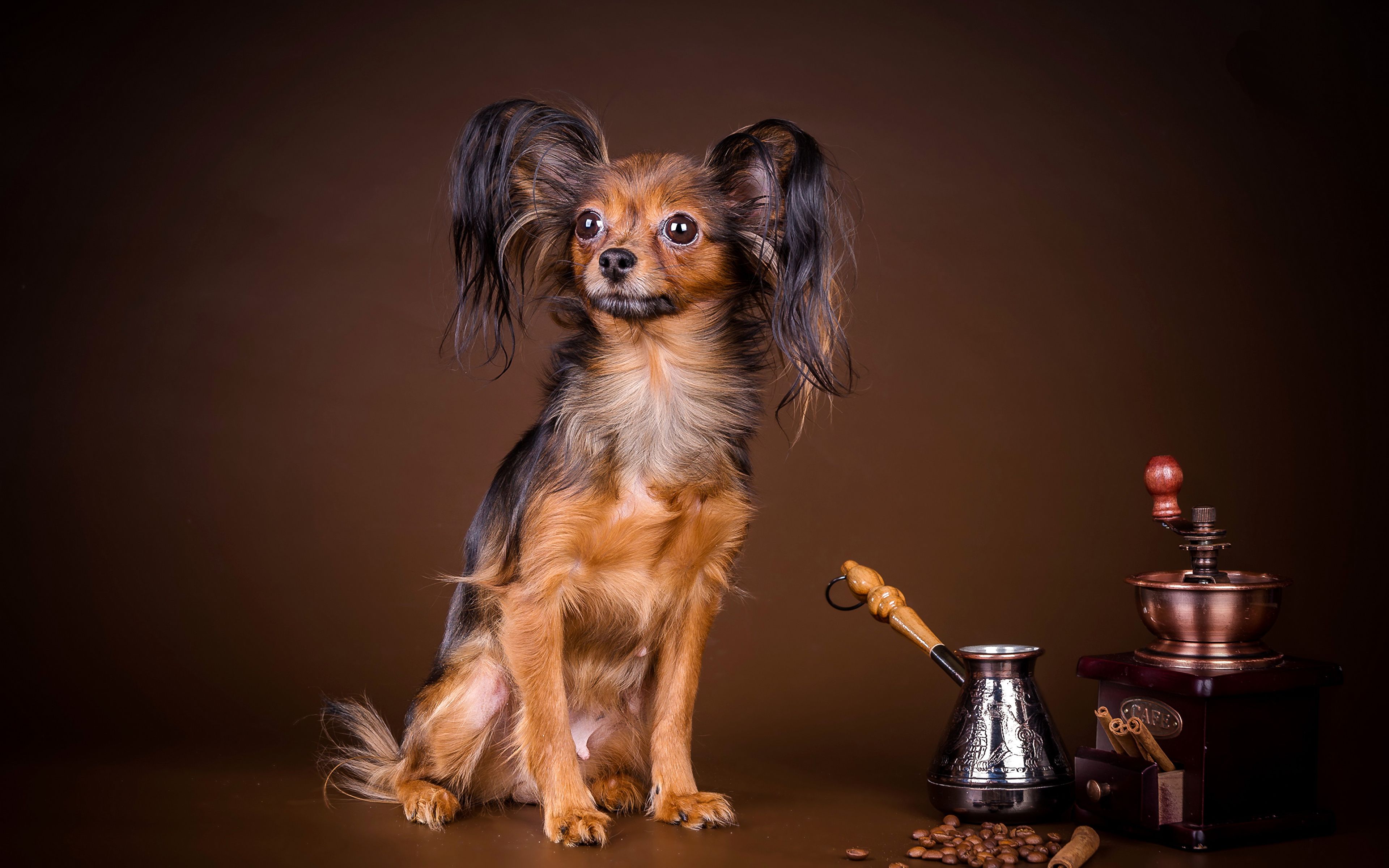 Picture Russkiy Toy Dogs Russian toy terrier Coffee Grain 3840x2400