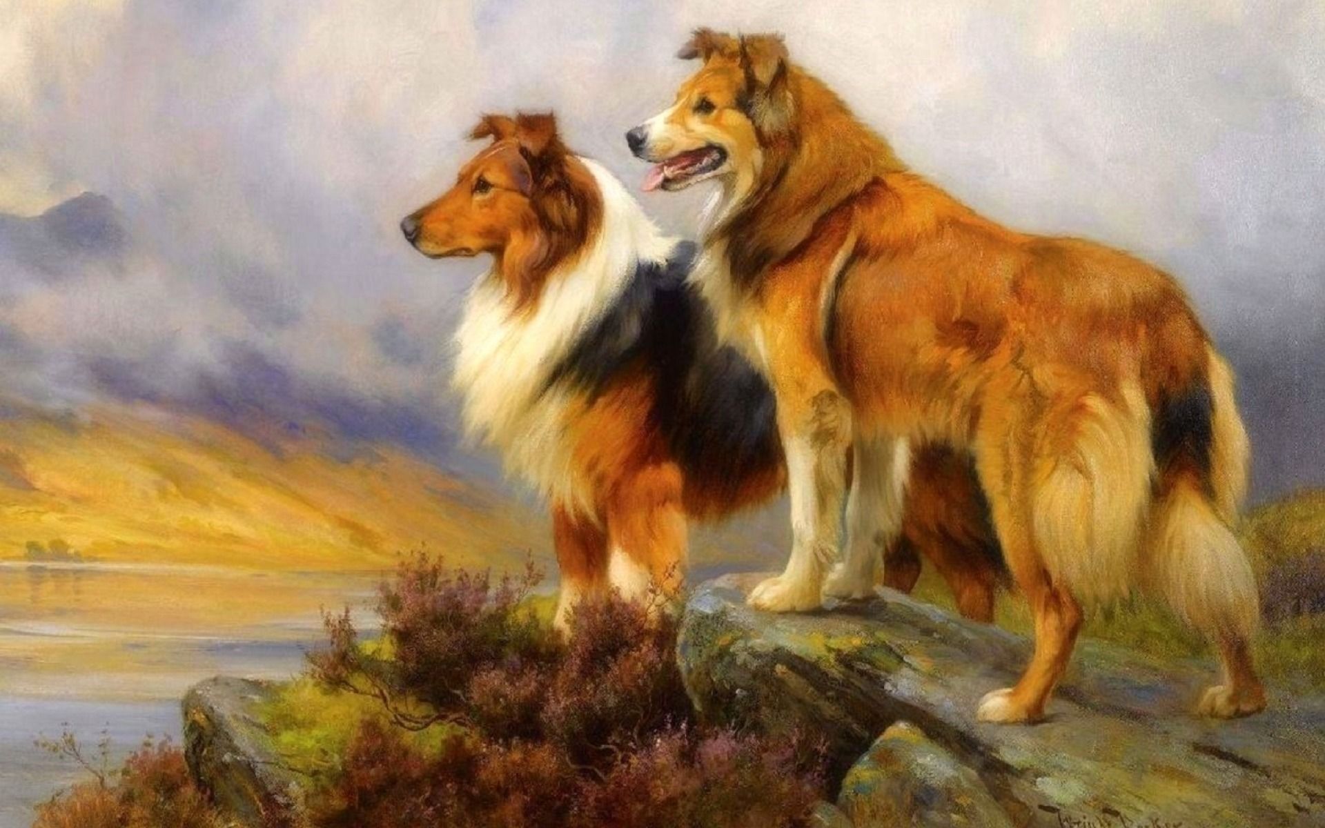 Pretty Collie Dogs Lookout wallpaper. Pretty Collie Dogs Lookout