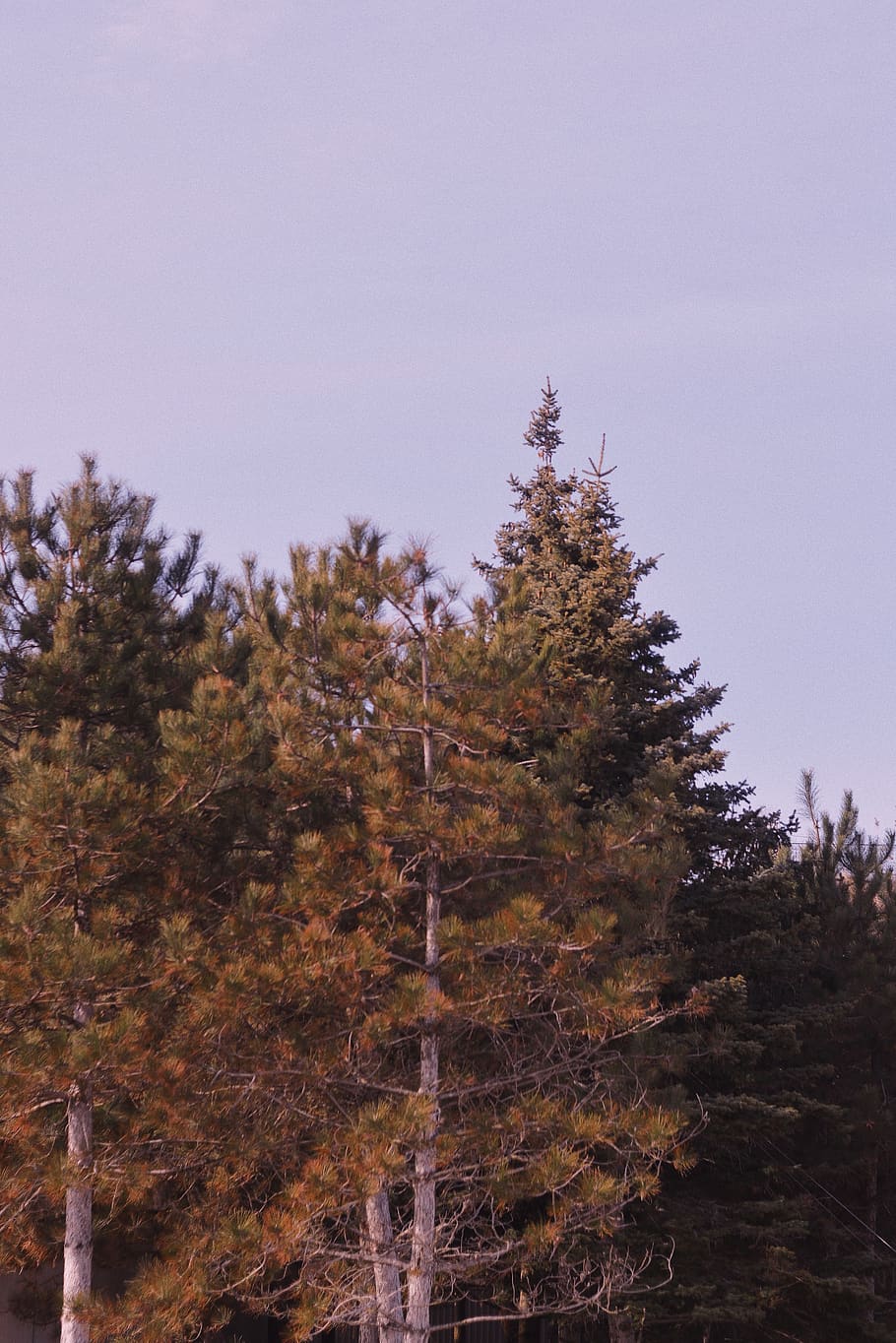 Vsco forest 1080P, 2K, 4K, 5K HD wallpaper free download