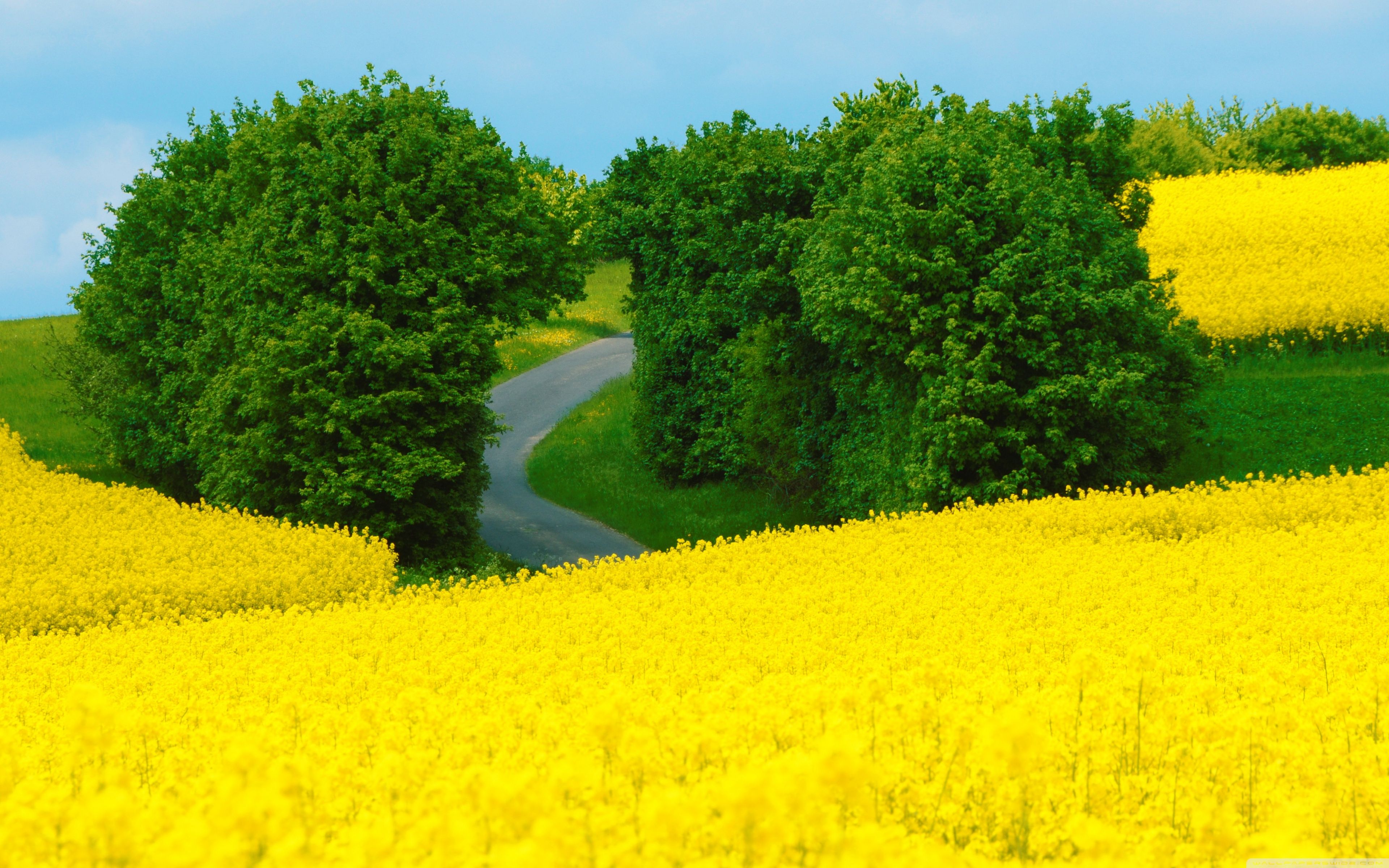 Beautiful Spring Landscape Ultra HD Desktop Background Wallpaper