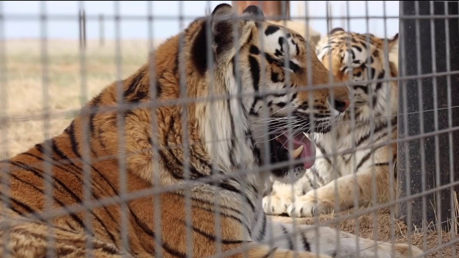 animals rescued from 'Tiger King' zoo in Oklahoma now at