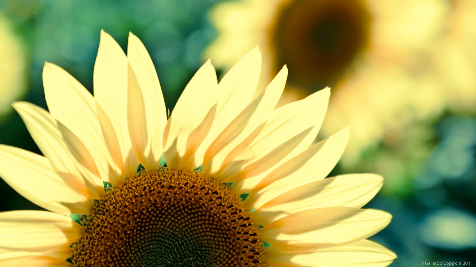 Free download Sunflower HD Wallpaper Theme Bin Customization HD