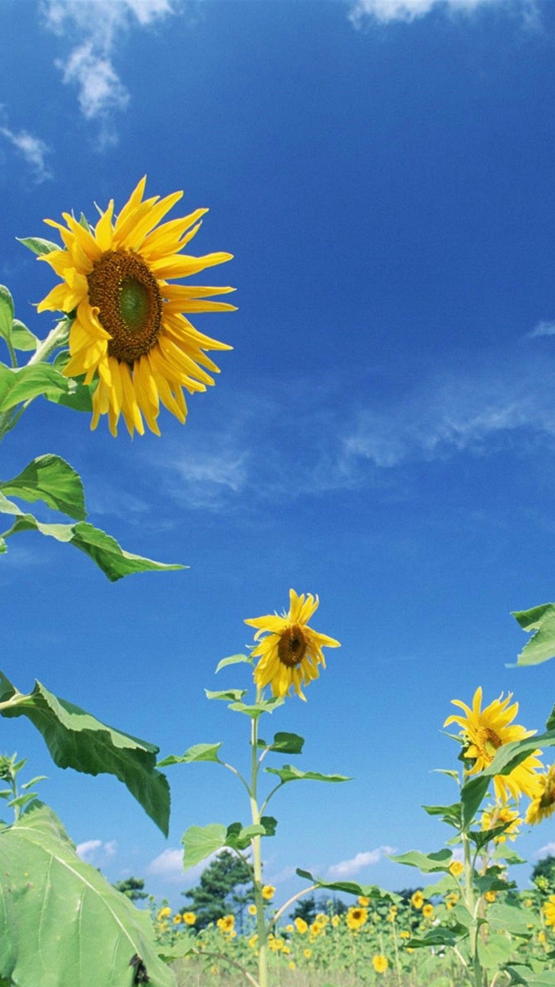 Sunflower Android Wallpaper HD Android Wallpaper