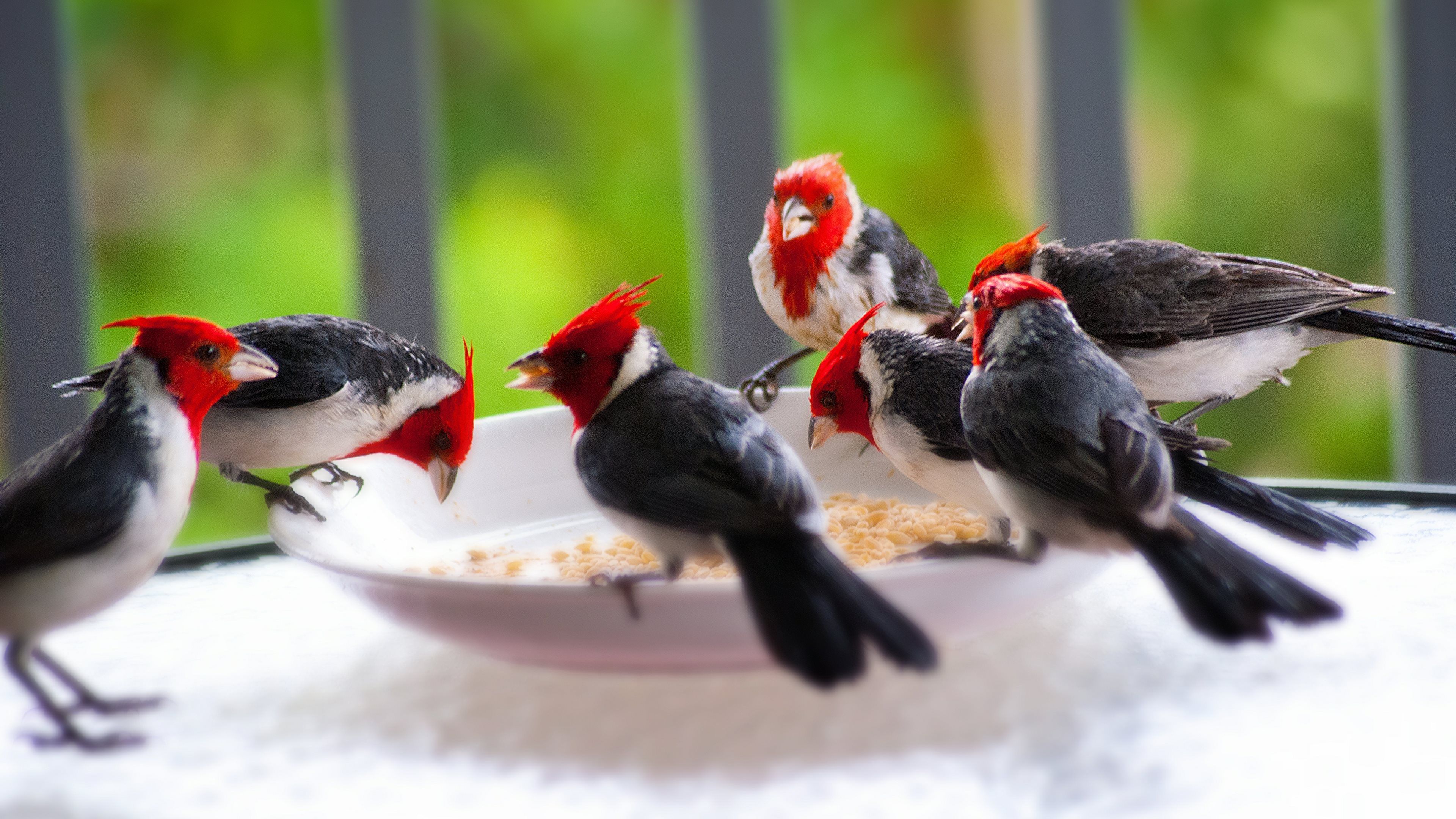 Red Crested Cardinals 4k Ultra HD Wallpaper