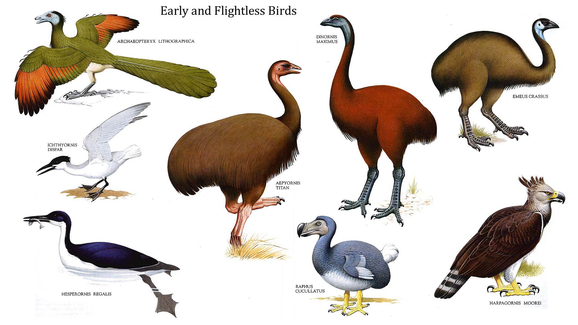 Early And Flightless Birds Like Dinosaurs