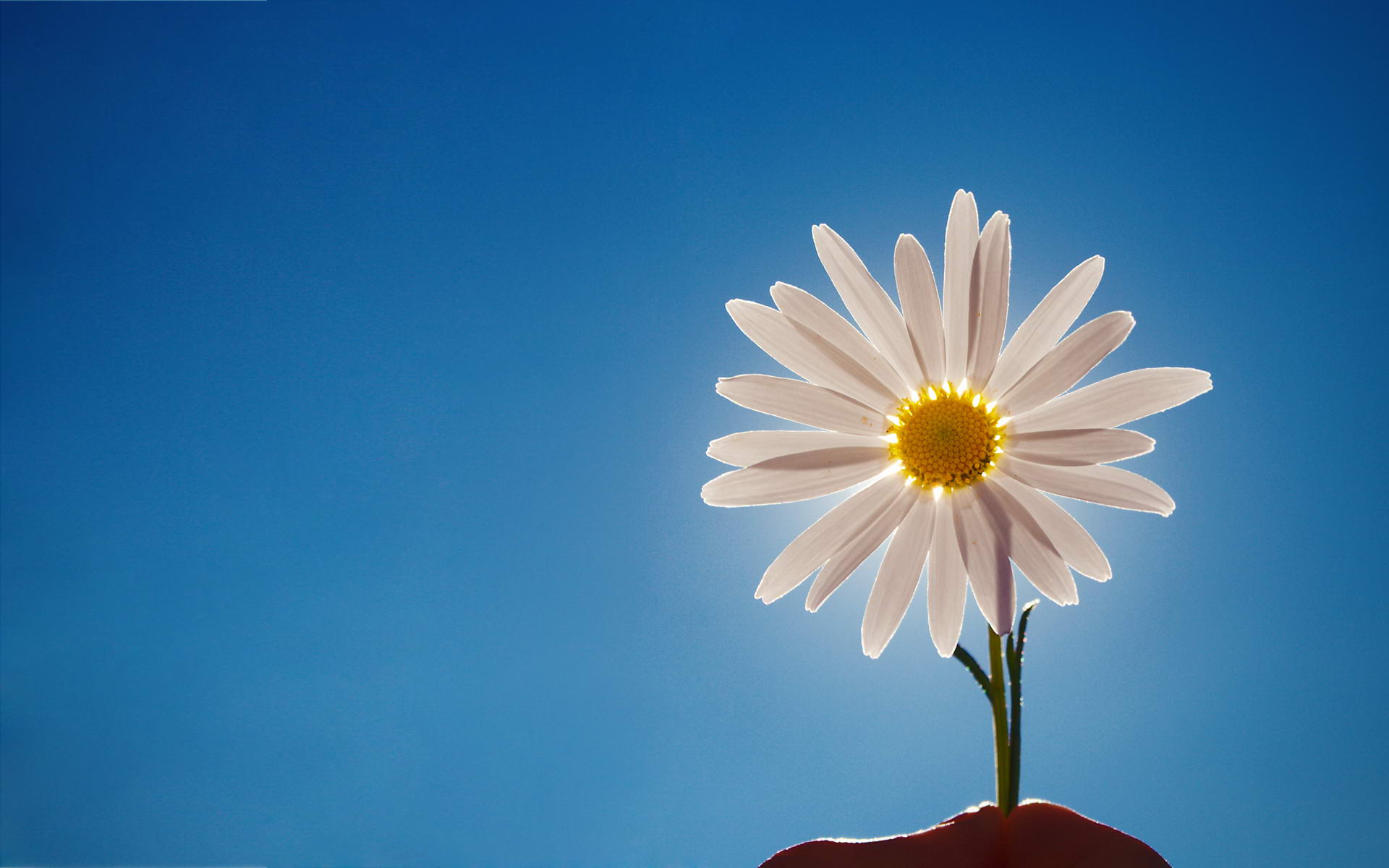 White Daisy Wallpaper