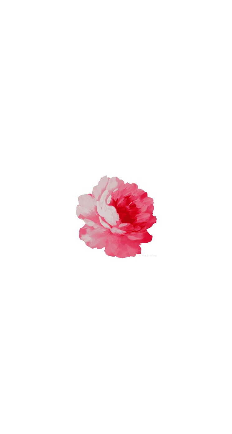 Red Rose Download more floral #Spring iPhone Wallpaper at