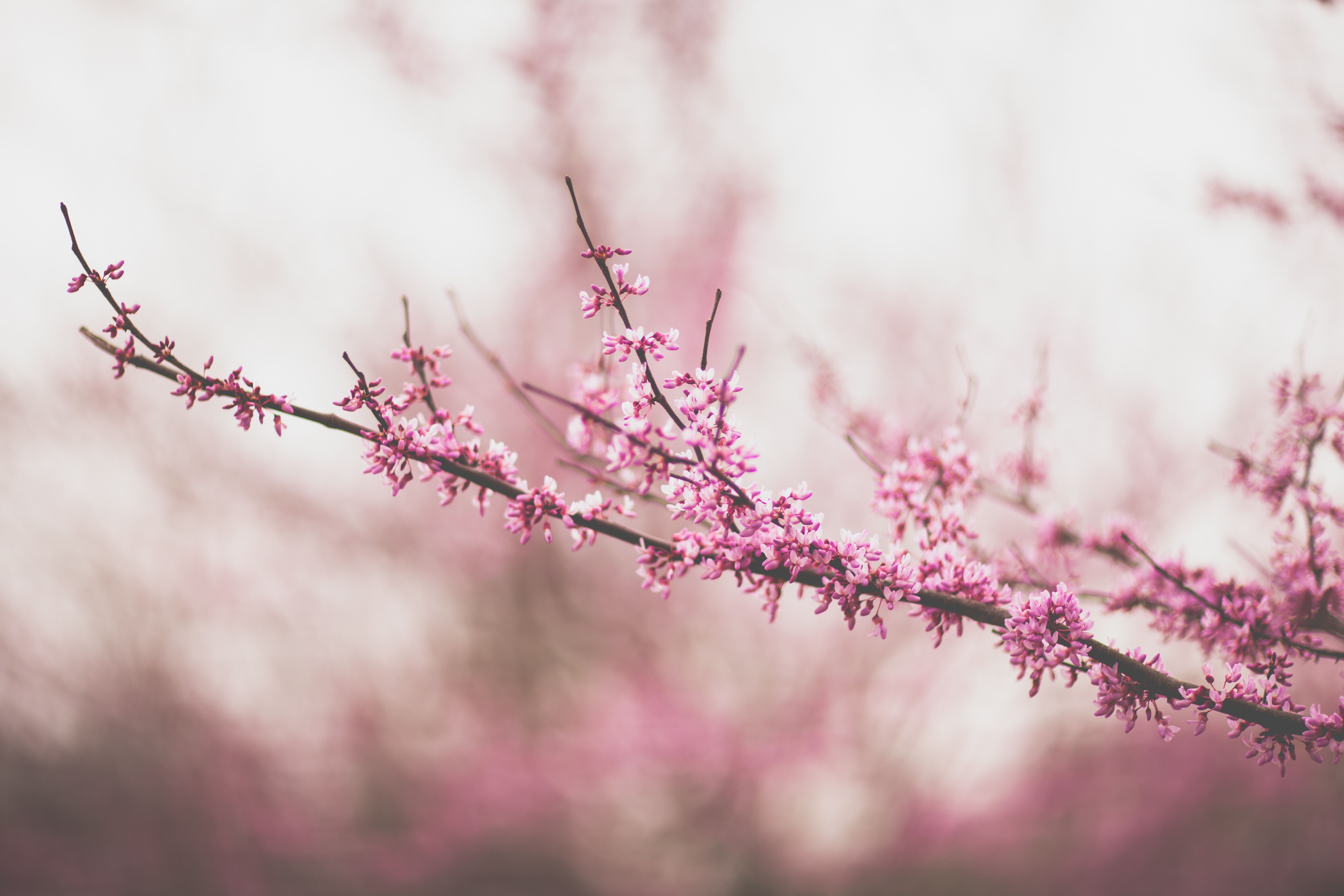 5616x3744 #spring, #blossom, #pink tree, #pink, #Free