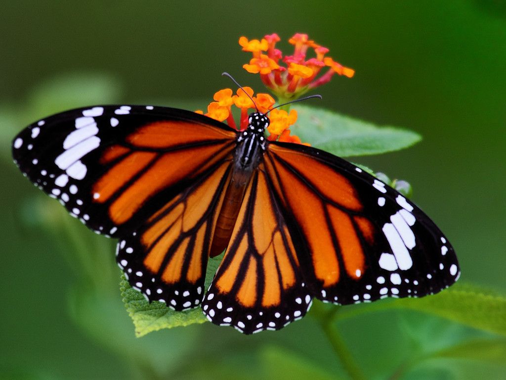 Common Tiger Butterfly: Identification, Facts, & Picture