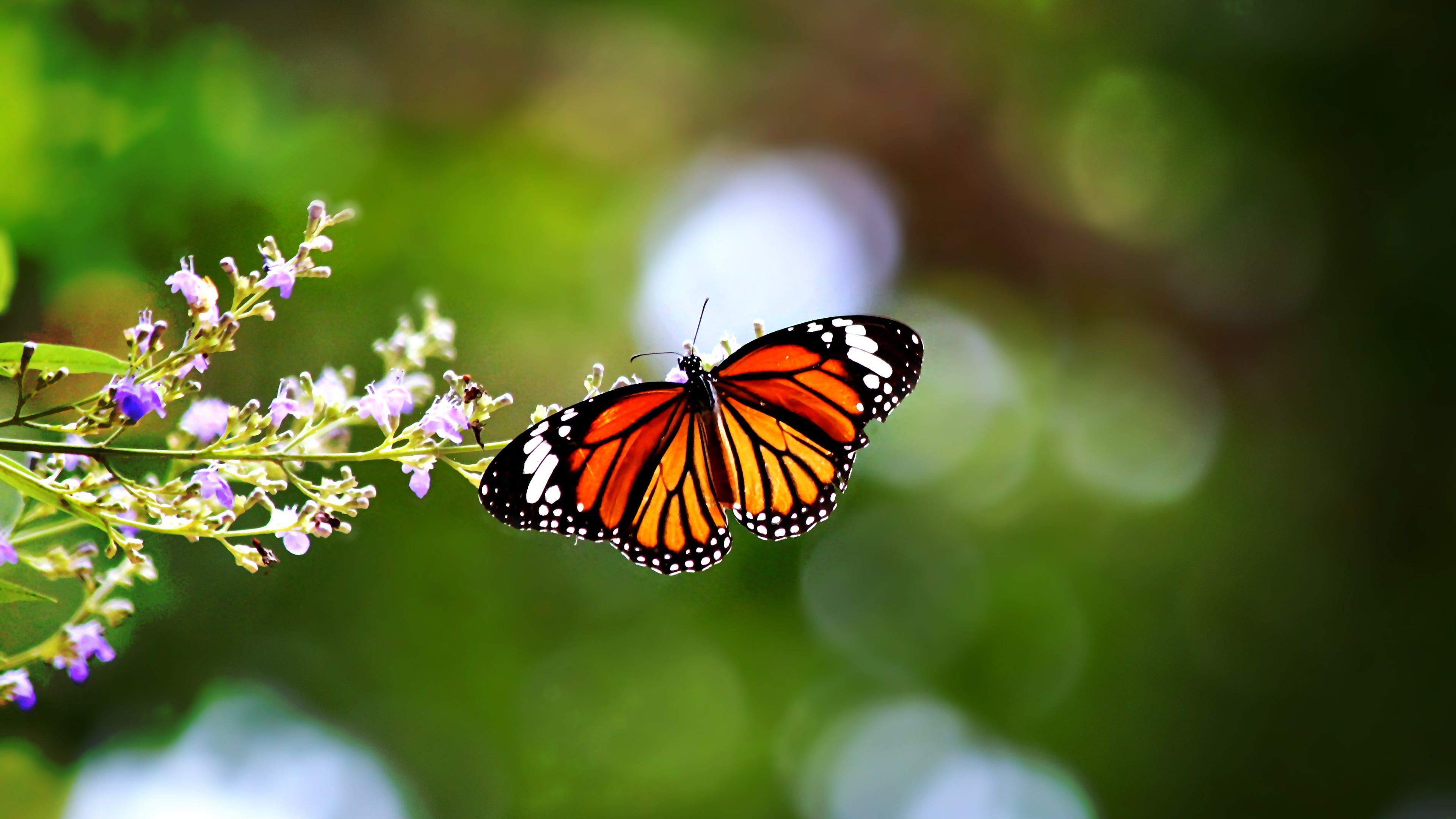 Common tiger butterfly HD wallpaper free download