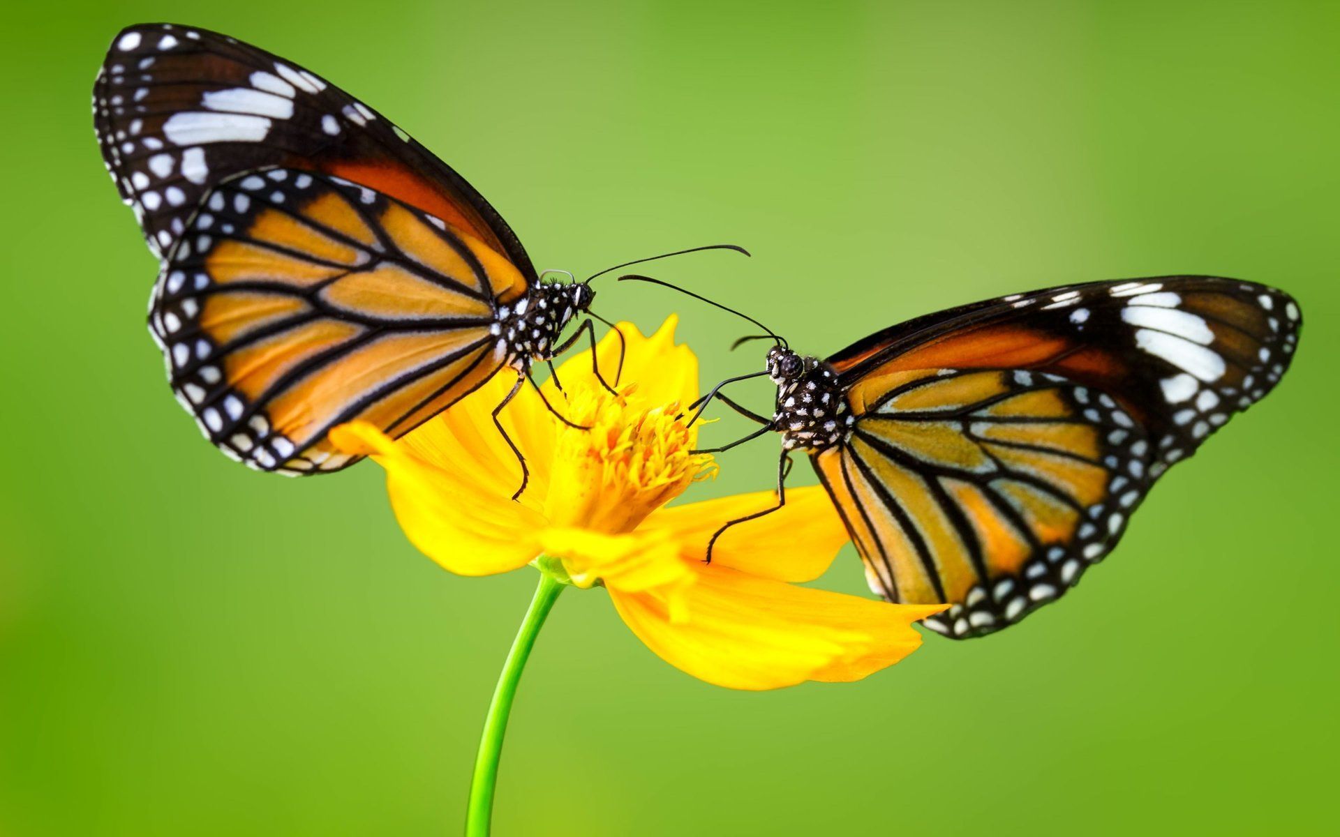 Two Butterflies on a Flower Animal Butterfly Yellow Flower Flower