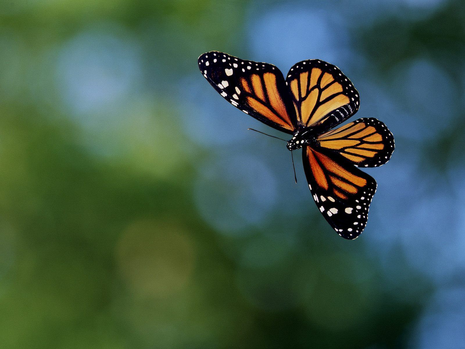 Monarch in Flight. Butterfly photo, Butterfly picture, Monarch