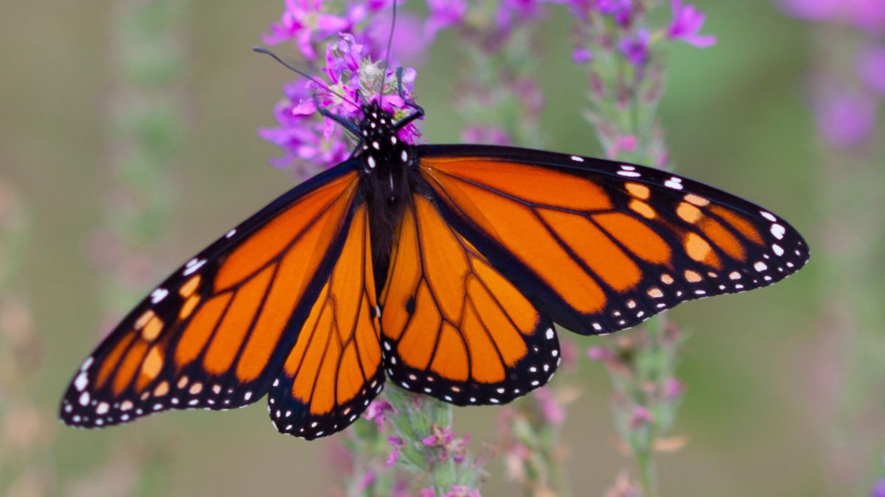The Four Biggest Hazards Facing Monarch Butterflies, and How You