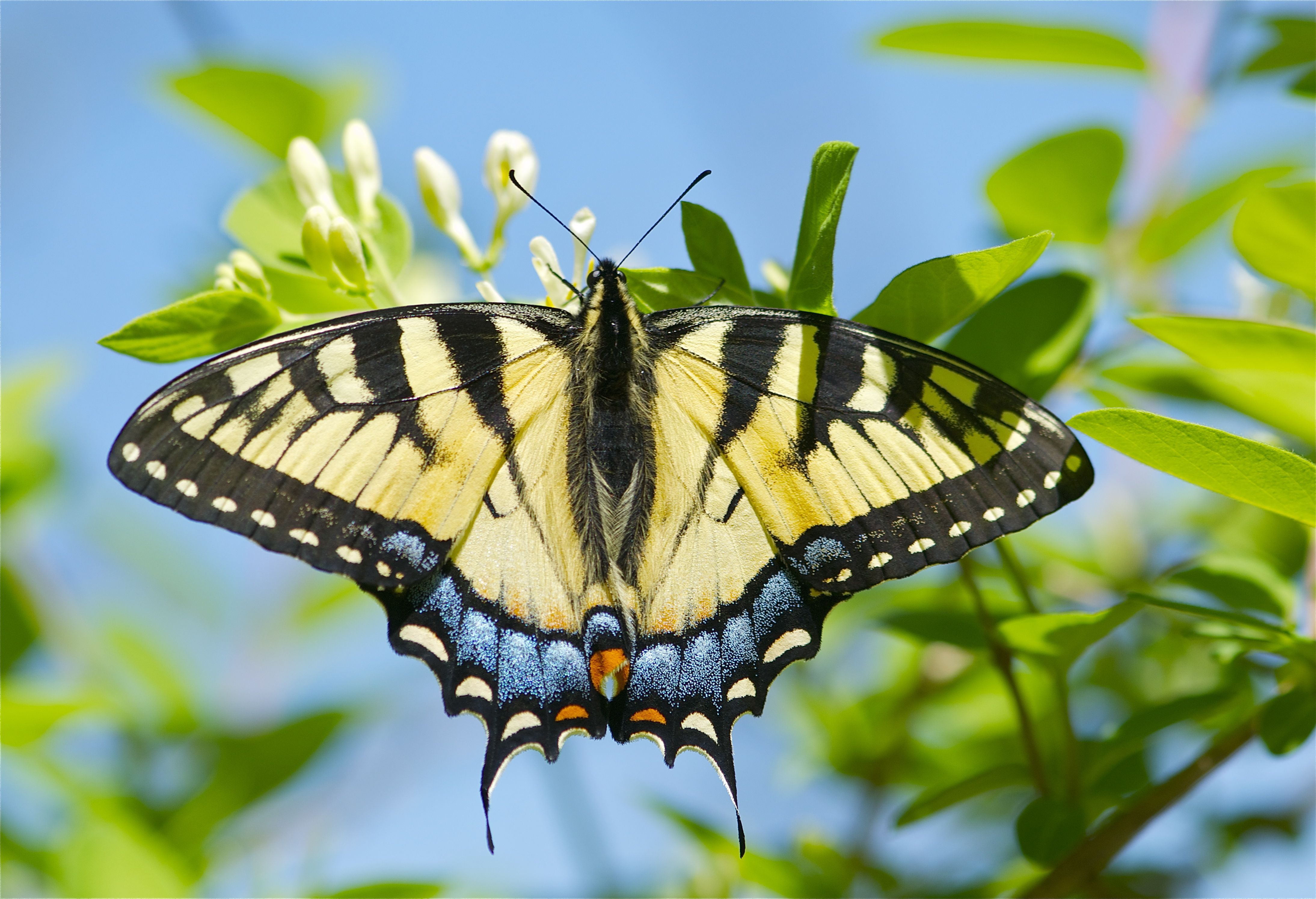 Swallowtail Butterfly on Honeysuckle. Butterfly background