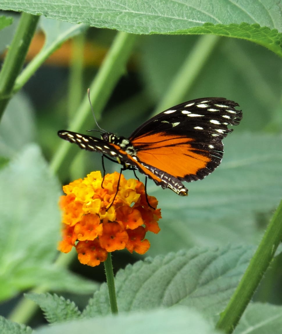 Common Tiger Butterfly on orange and yellow petaled flowers free