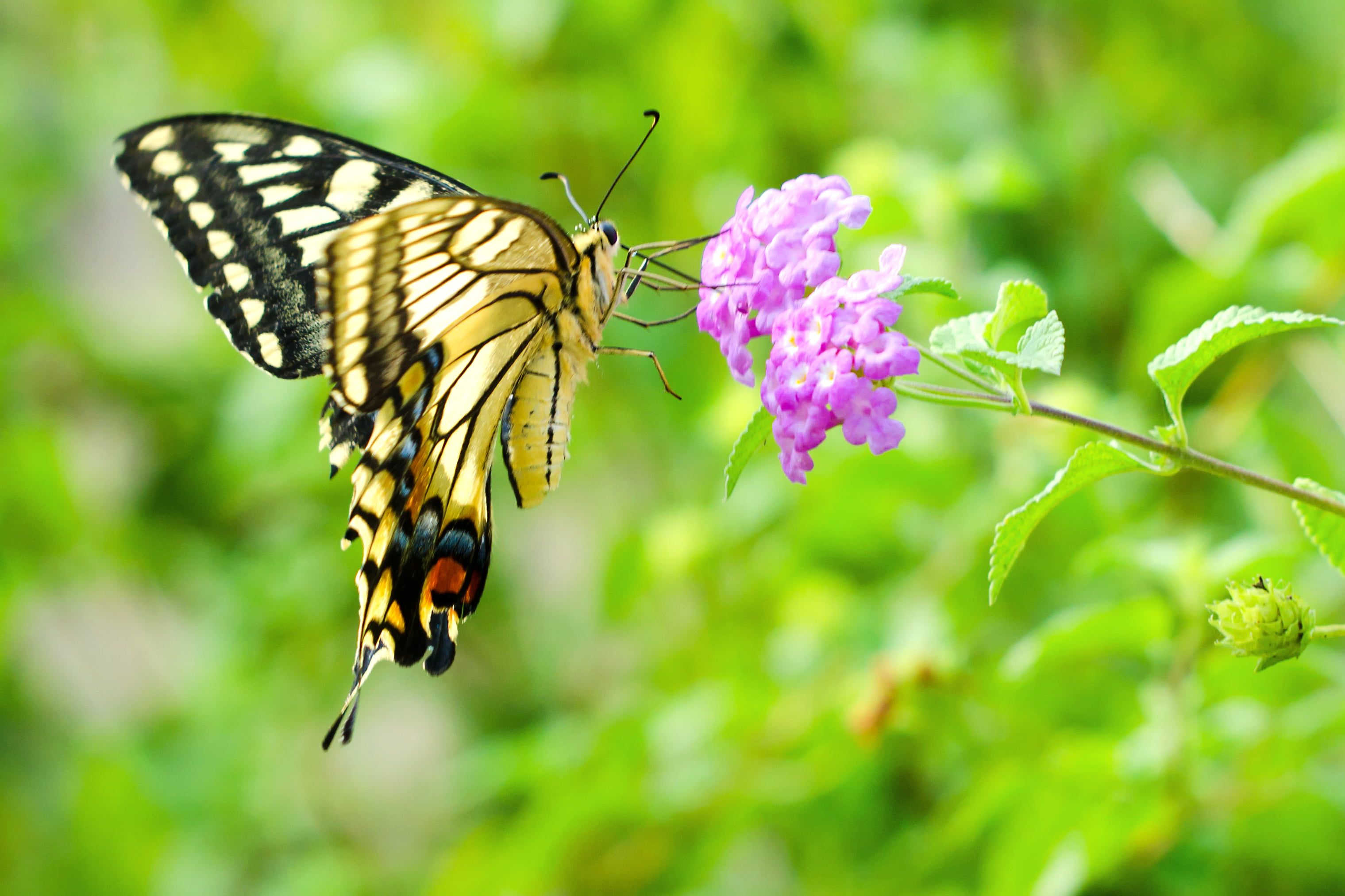 Purple lantana flower with brown Tiger Swallowtail butterfly