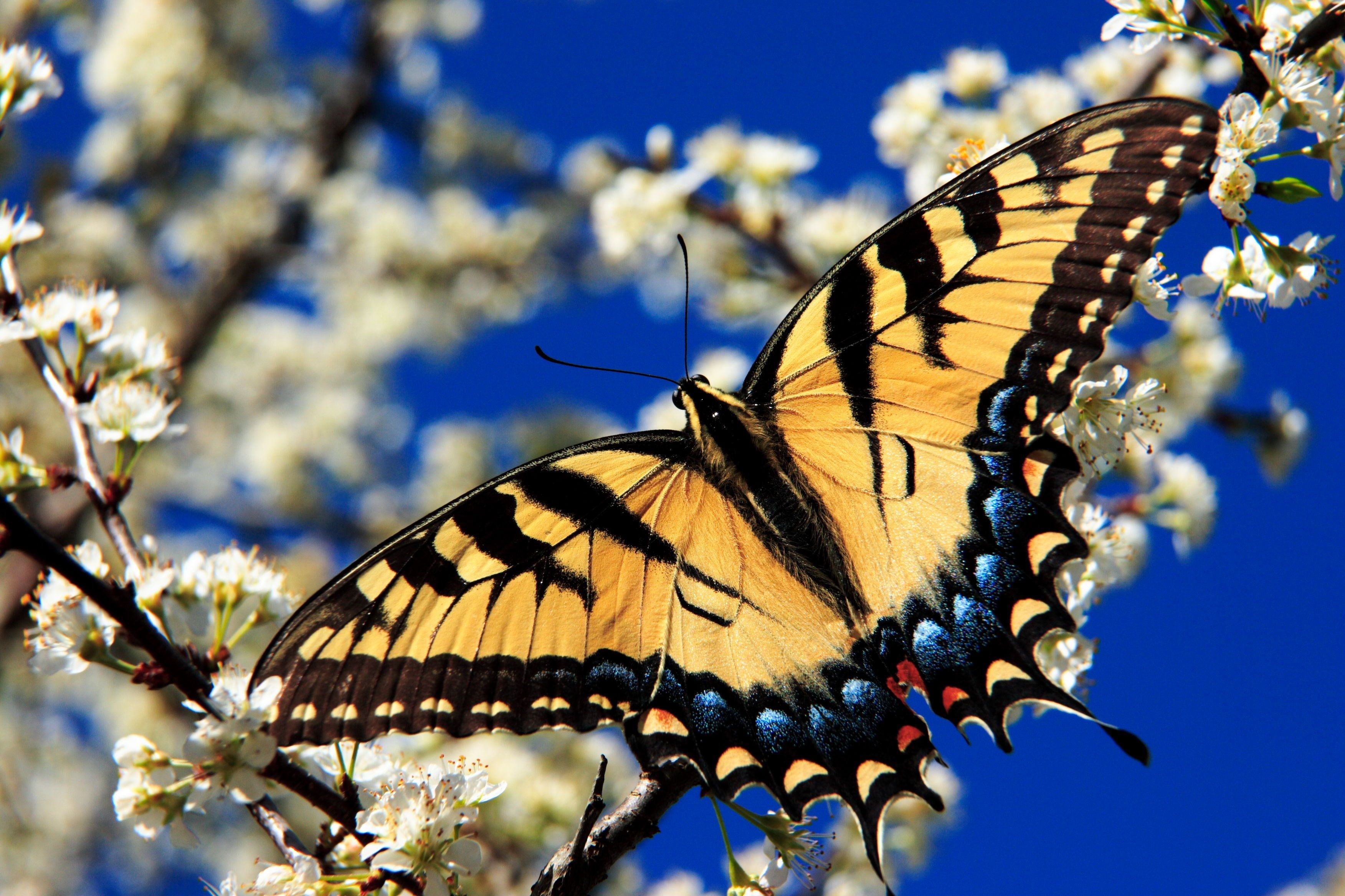 Swallowtail butterflies HD wallpaper free download