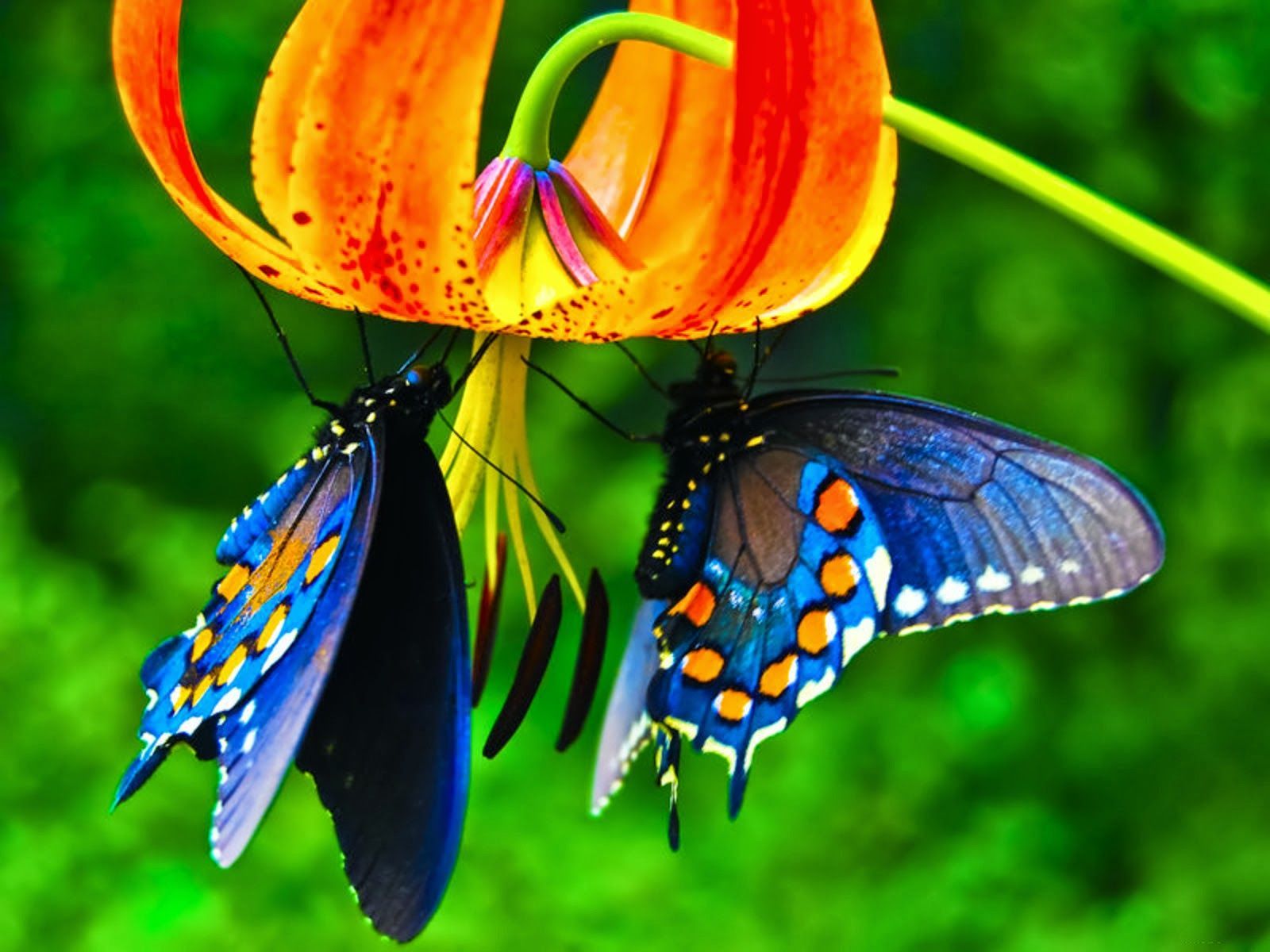 desktop childrens butterfly wallpaper dowload. Butterfly picture