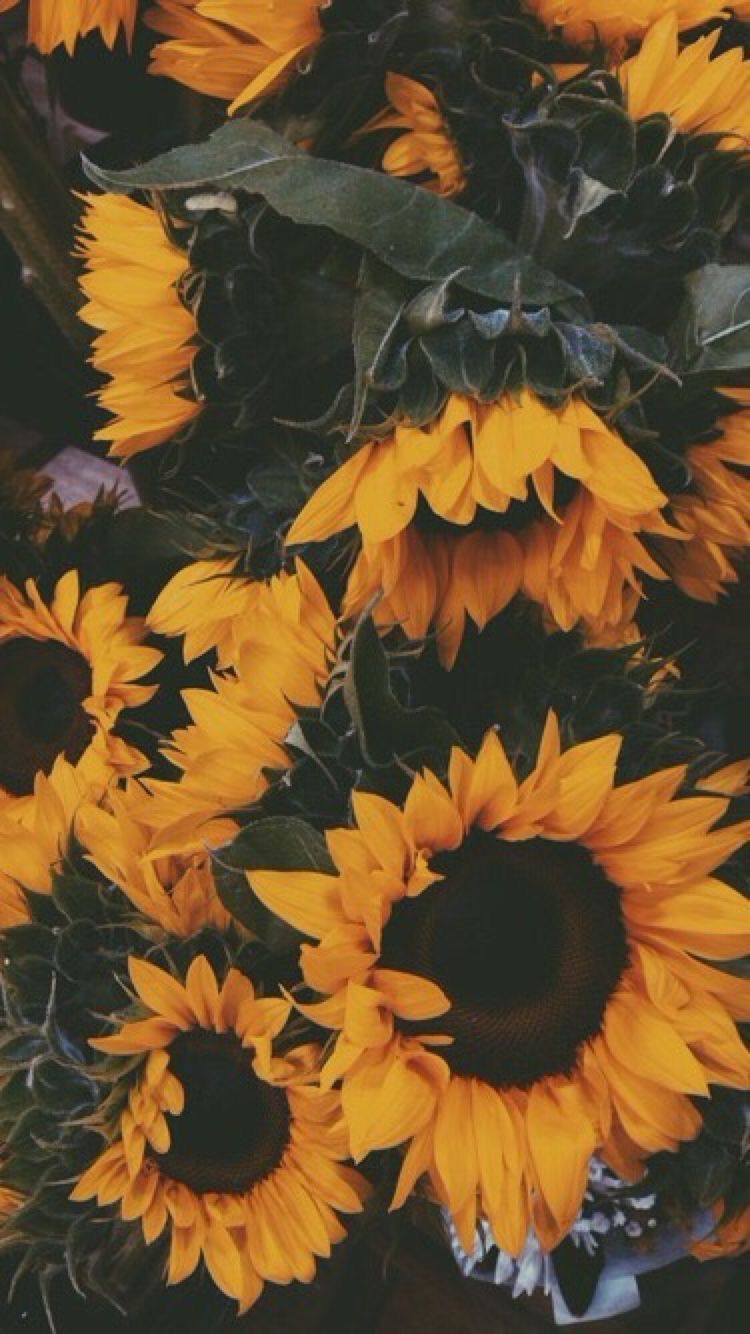 jamerbee. Sunflower wallpaper
