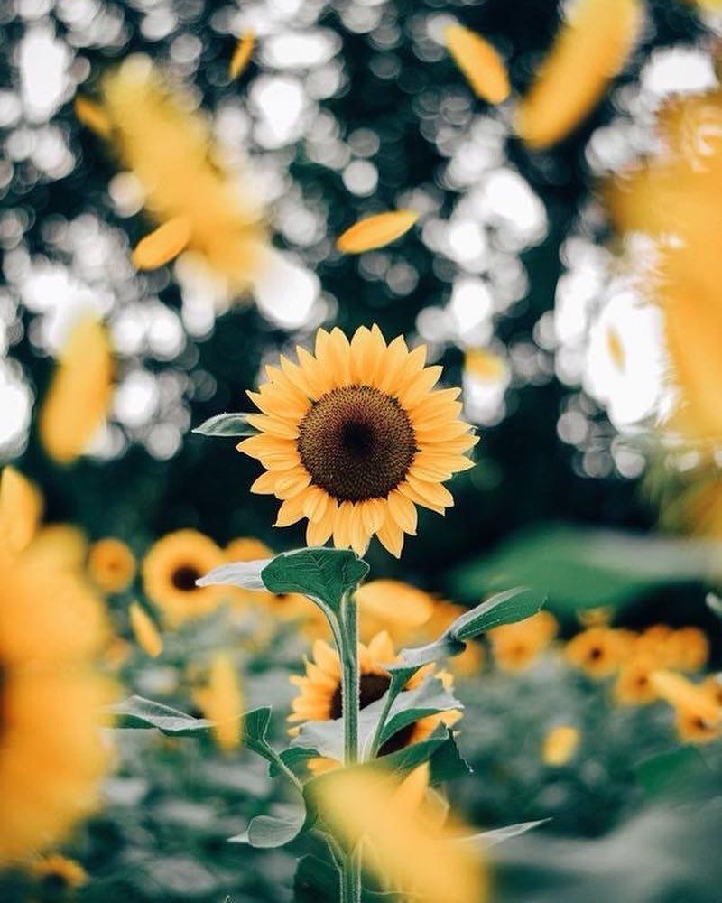 Sunflower Yellow Tumblr Aesthetic Wallpaper Free Sunflower