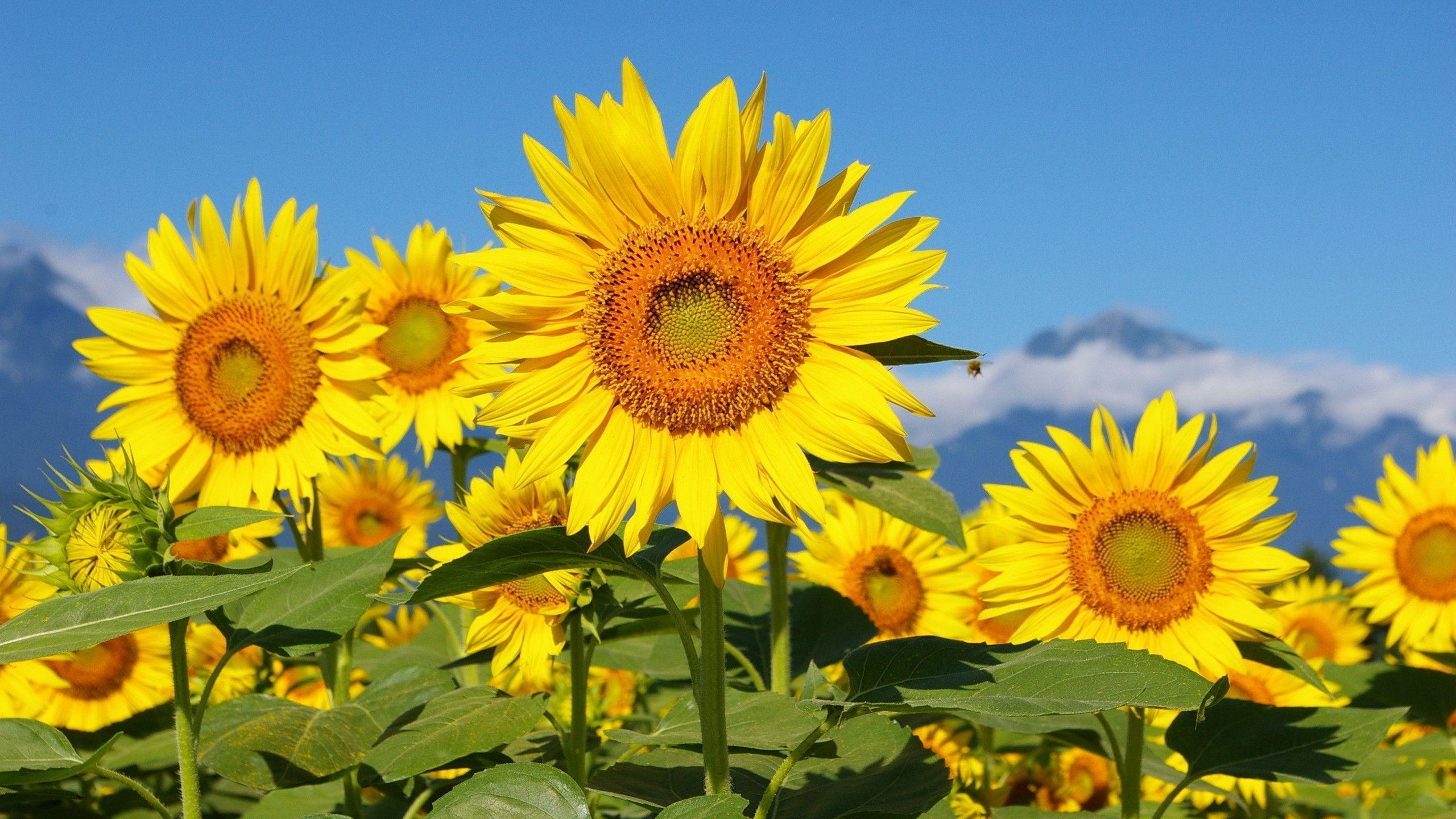 Free download Sunflower Desktop Wallpaper [2560x1440]