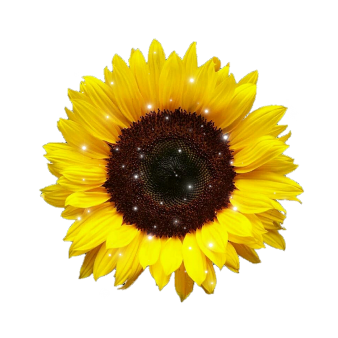 Yellow Aesthetic Sunflowers, iPhone, Desktop HD