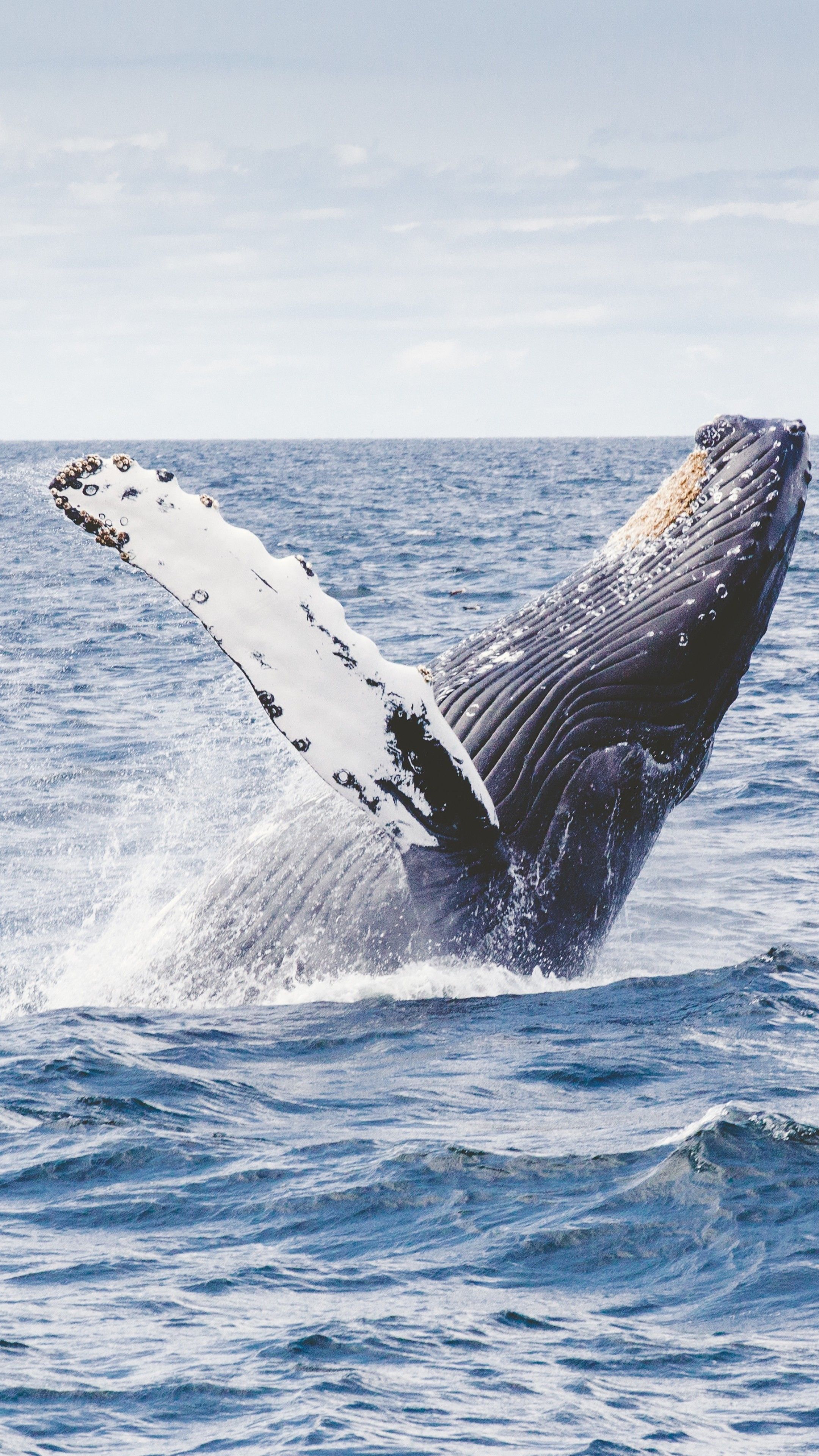 Wallpaper whale, 5k, 4k wallpaper, 8k, ocean, Nature