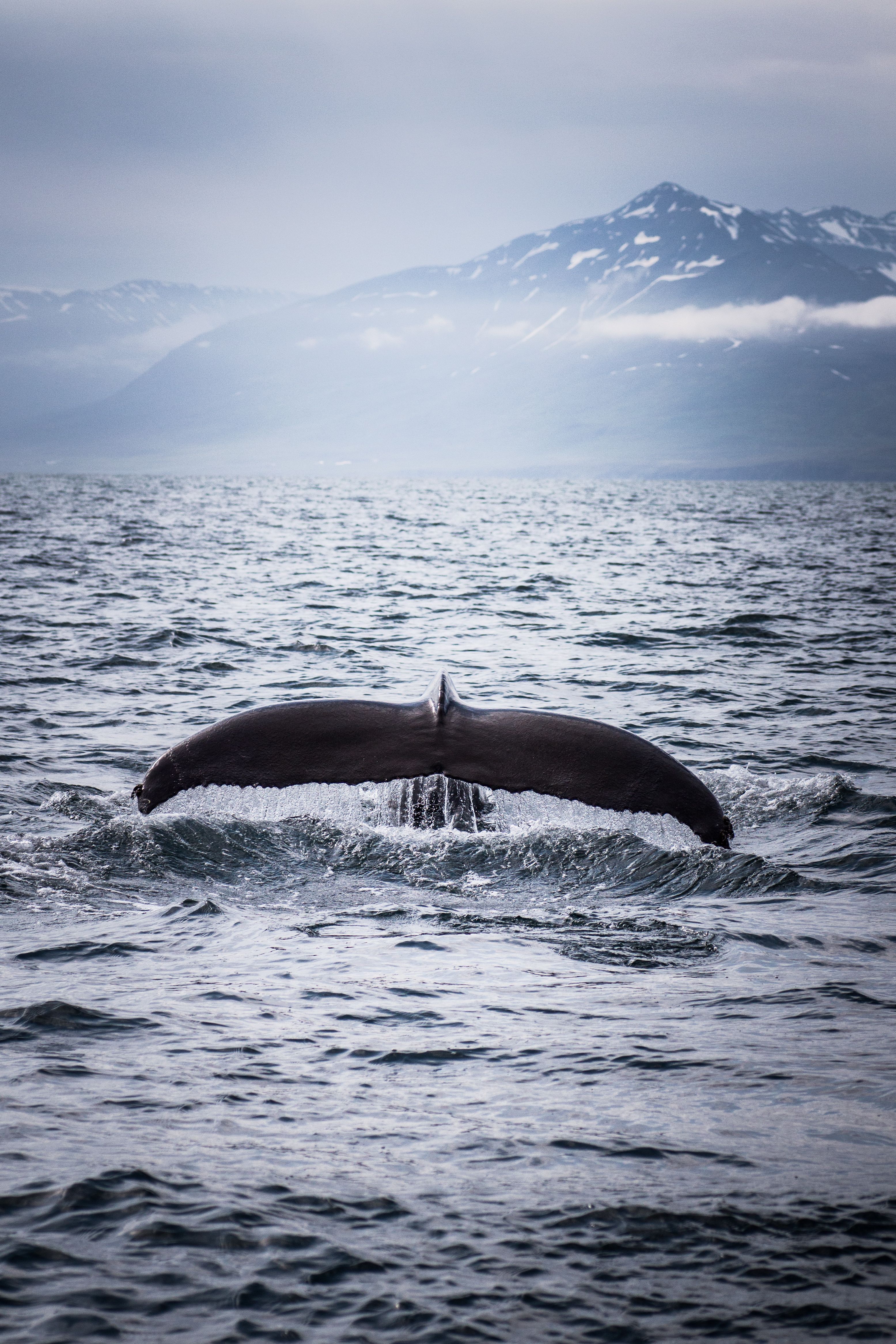 whales 4K wallpaper for your desktop or mobile screen free