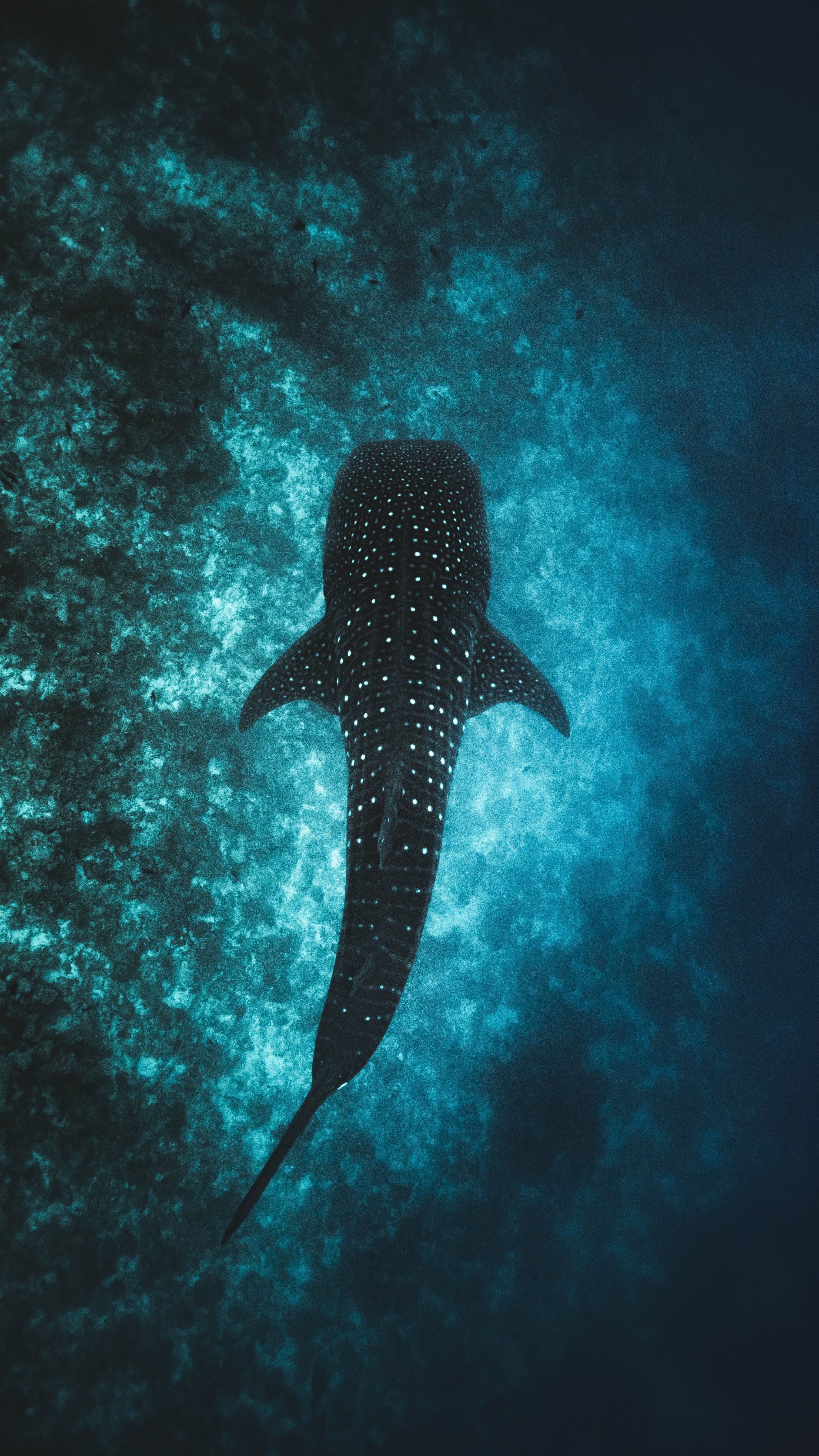 Wallpaper Whale Shark Background