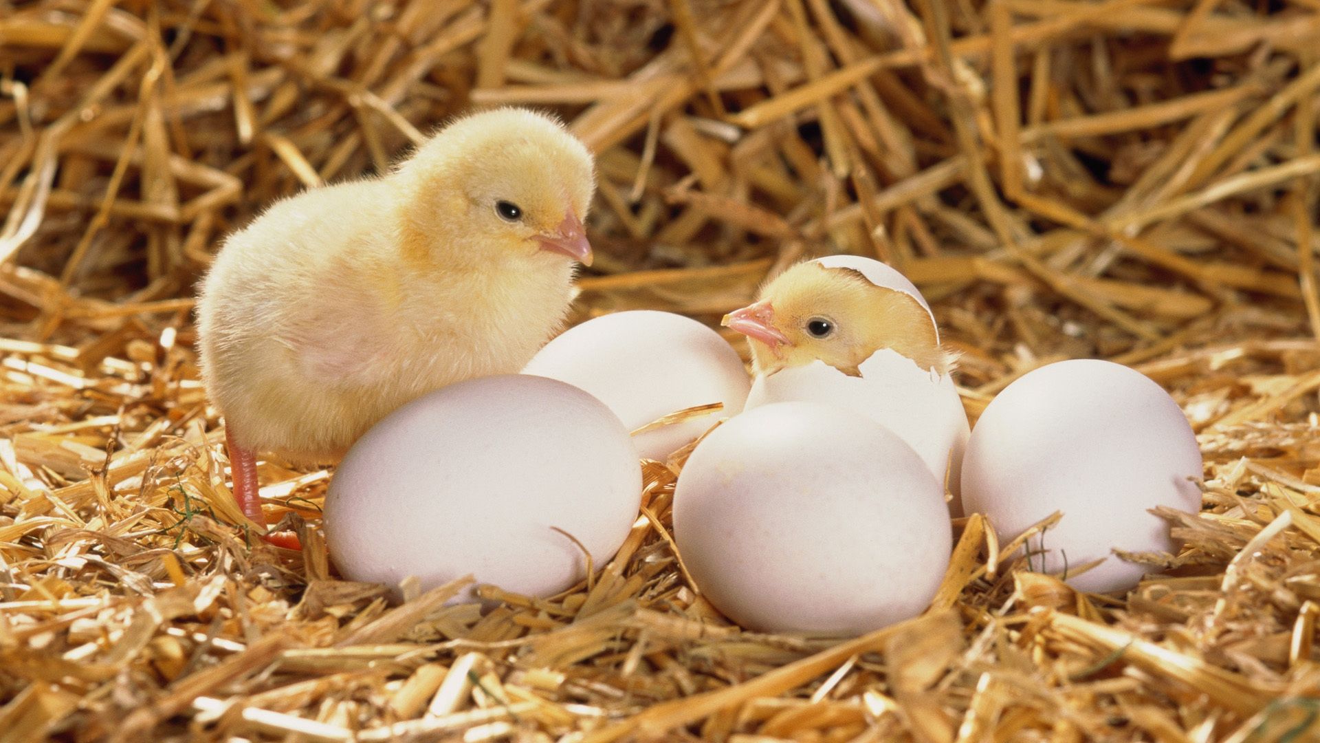 Baby Chicks HD Desktop Wallpaper Hatching From Egg