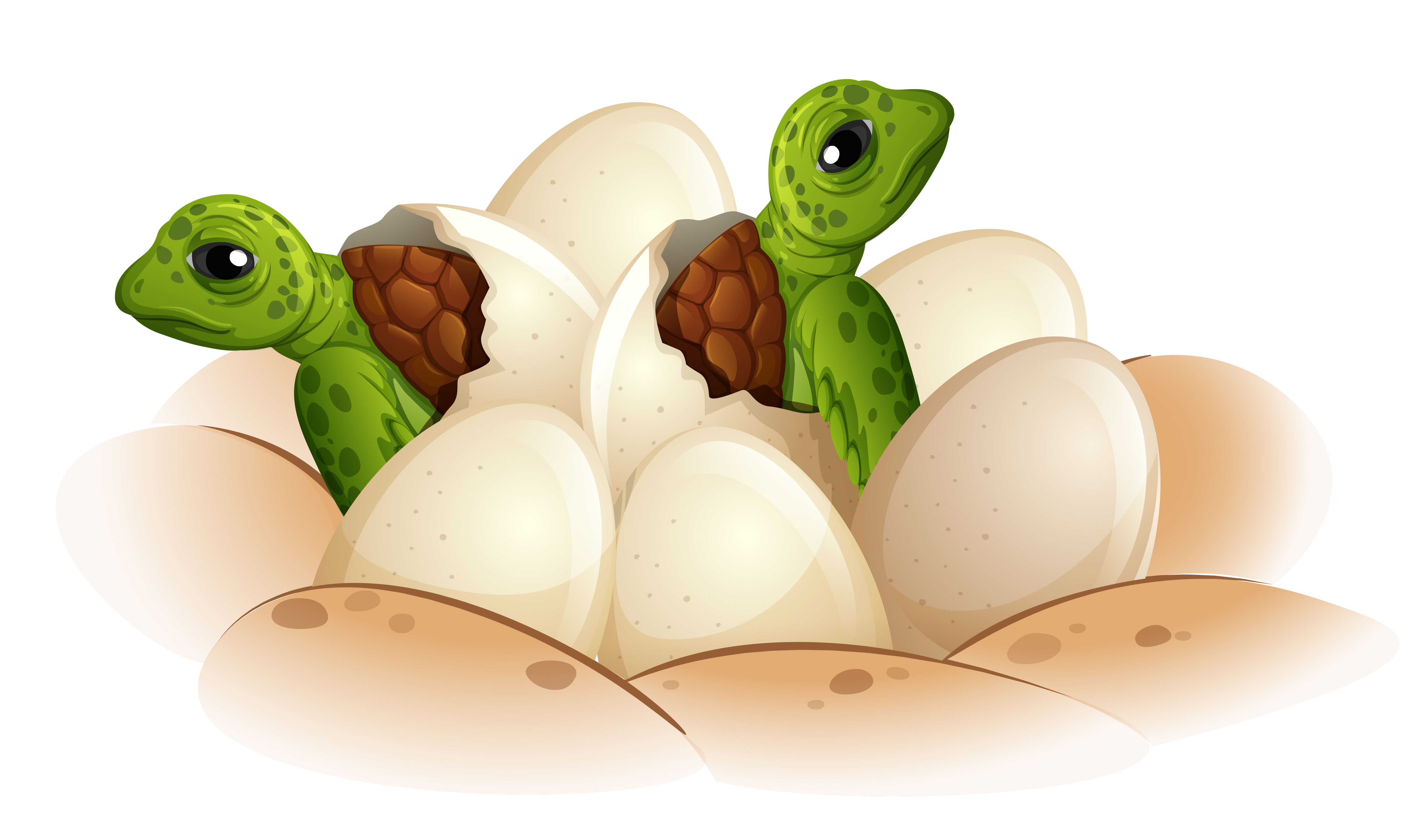 Turtle hatching the egg Free Vectors, Clipart Graphics