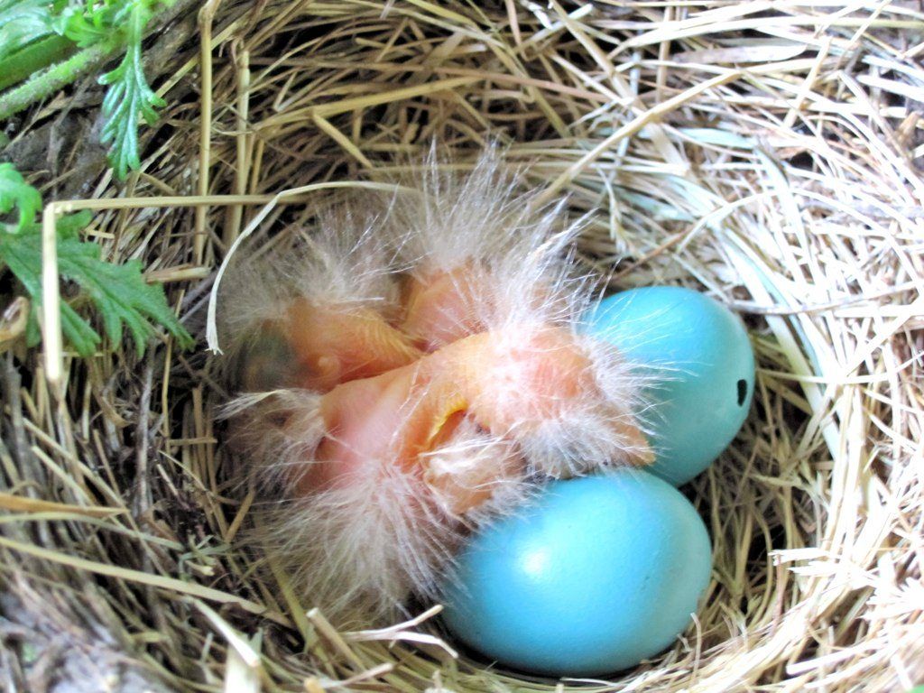 Породы кур с цветными яйцами фото и описание