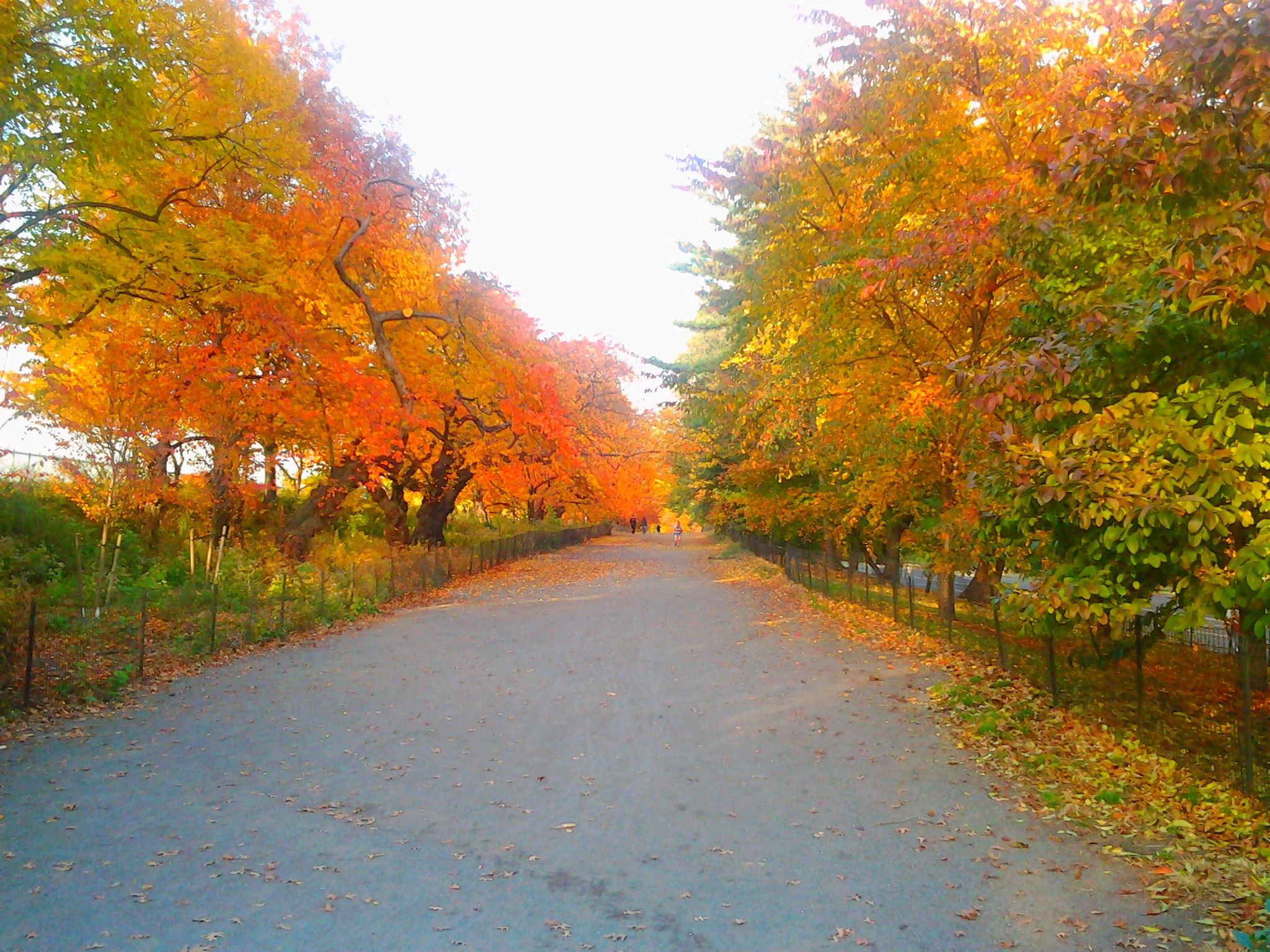 Fall Central Nature Road Trees Colors Park Spring Forest