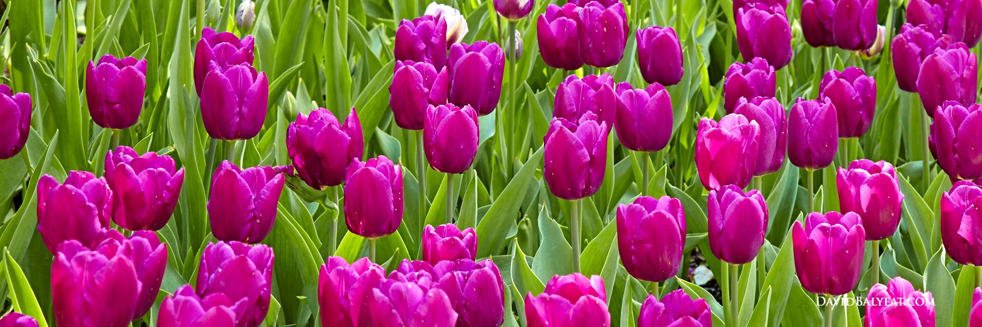 Spring Tulips Central Park Conservatory Garden Panoramic High