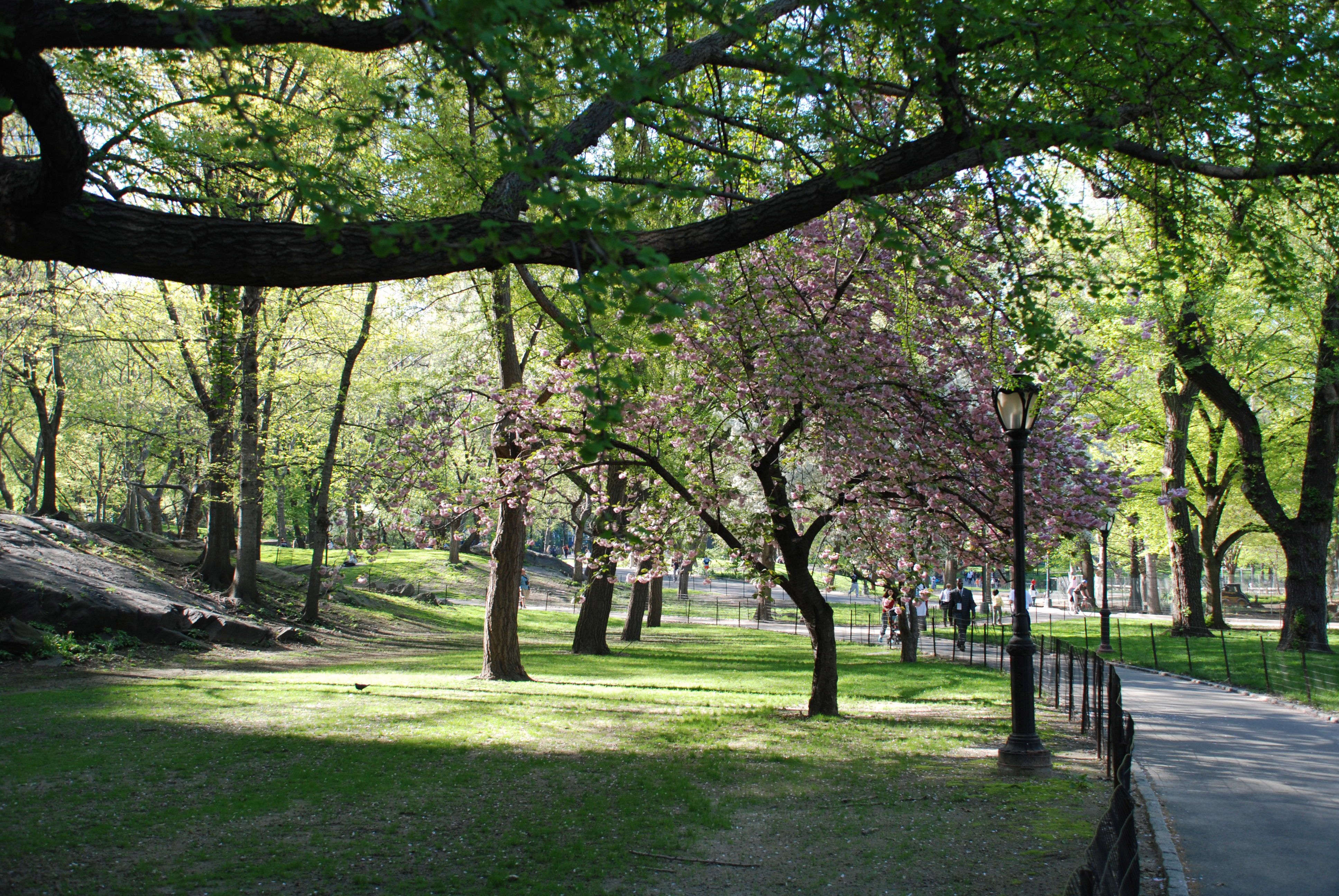Central Park Background