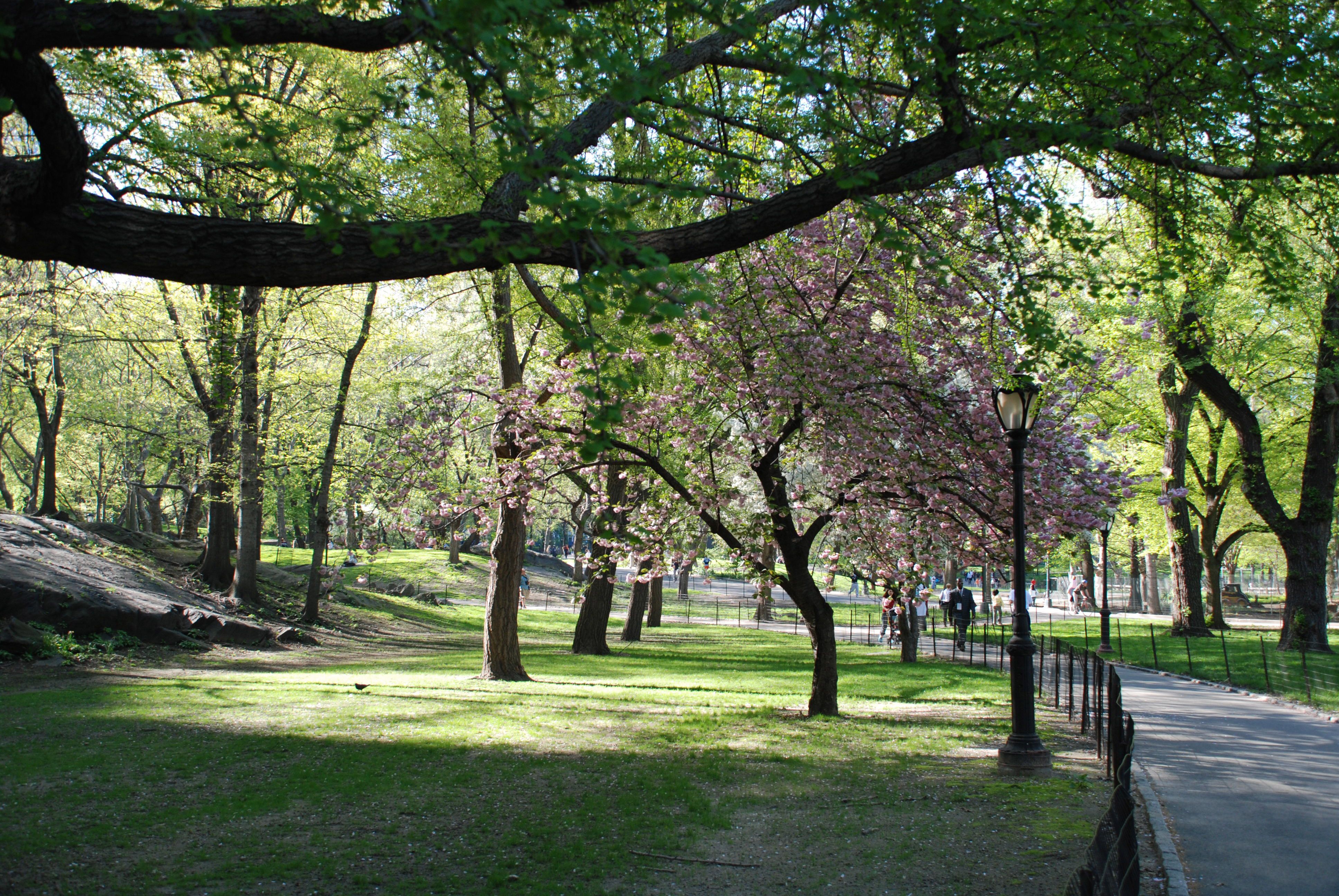 Central Park Spring Hd Wallpapers Wallpaper Cave