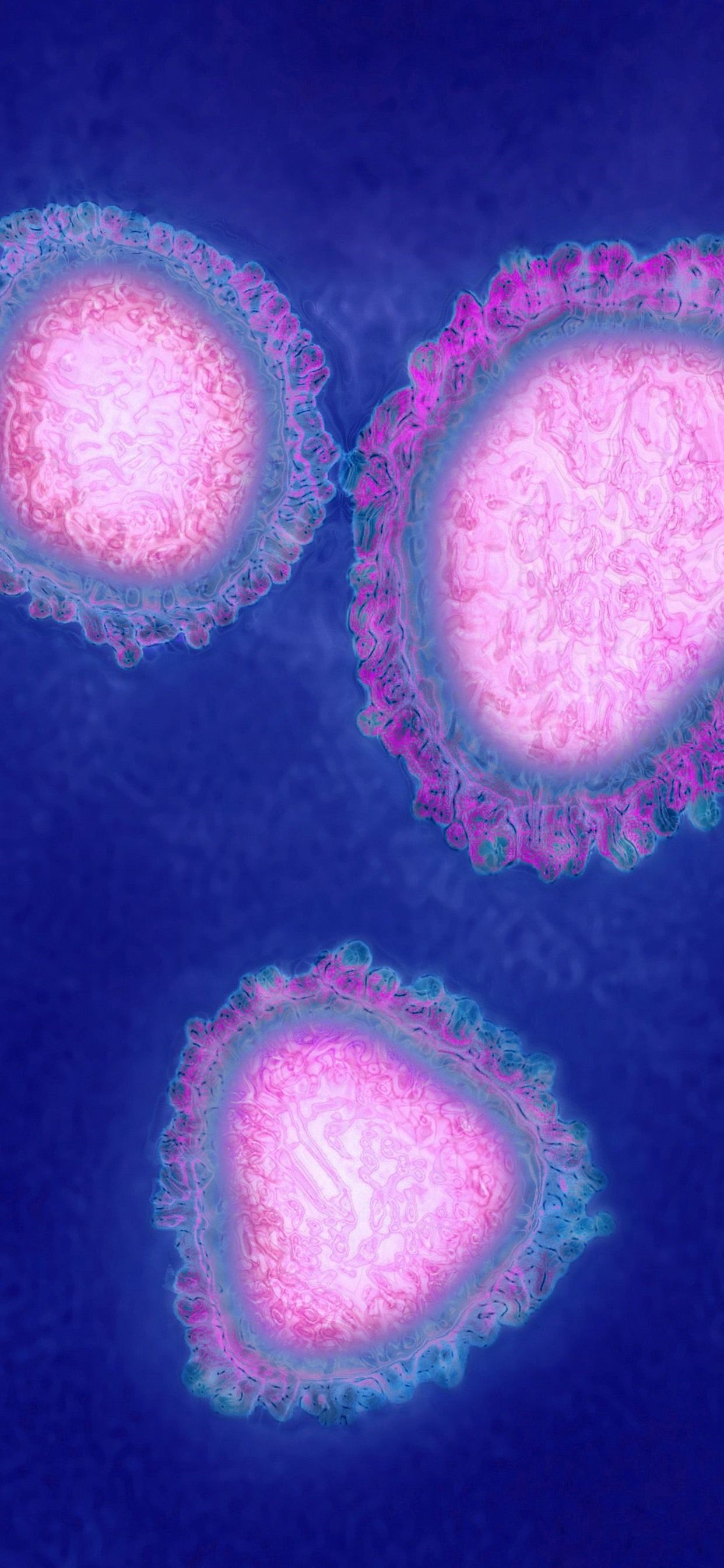 Coronavirus, virus, cells, blue background 1242x2688 iPhone 11 Pro