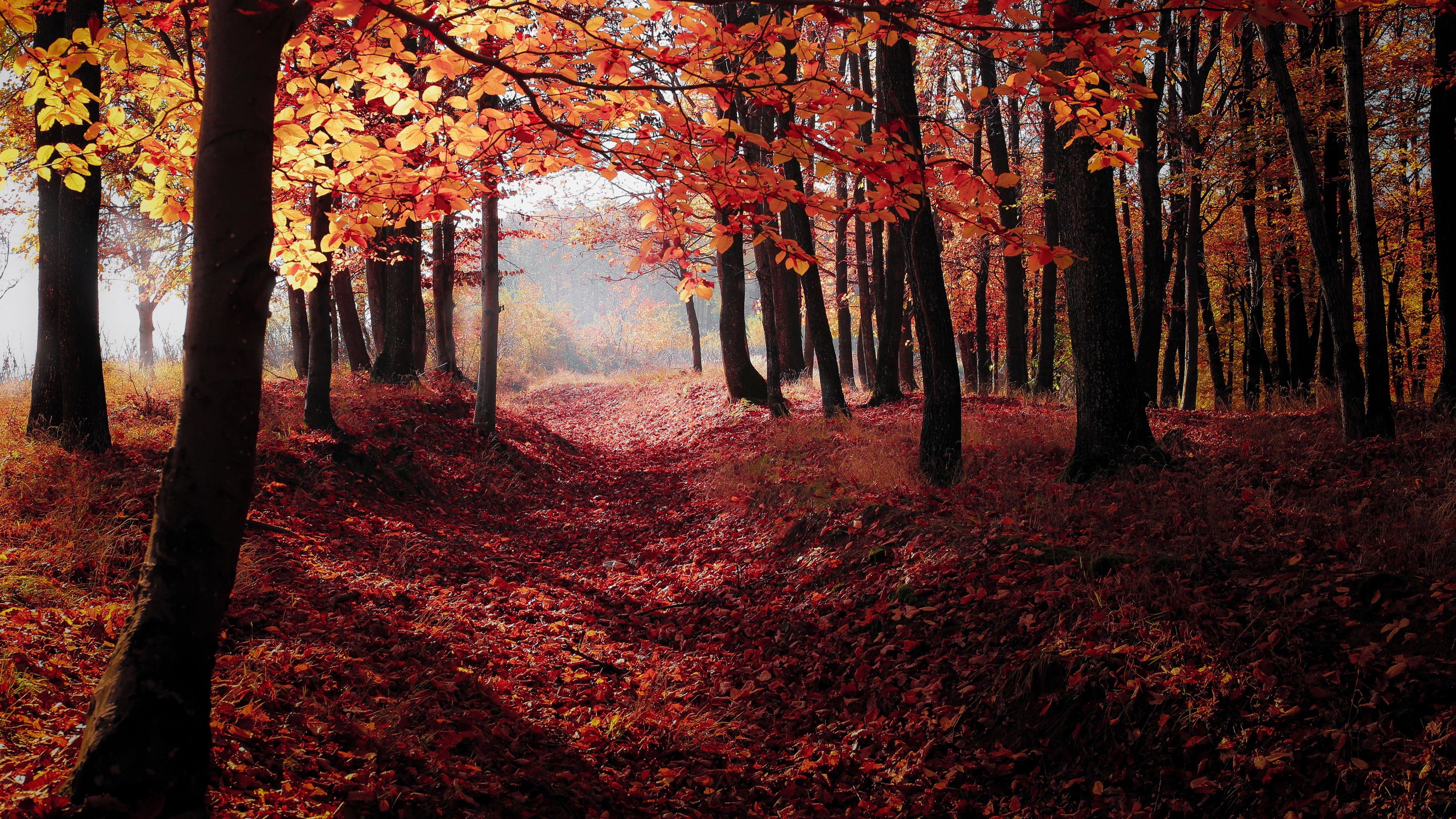 Autumn Woods Trees Fall Forest 5k 5k HD 4k Wallpaper, Image, Background, Photo and Picture