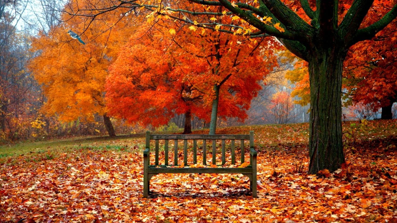 Forest Beautiful Leaves Beauty Tree Autumn Colors Splendor Magic