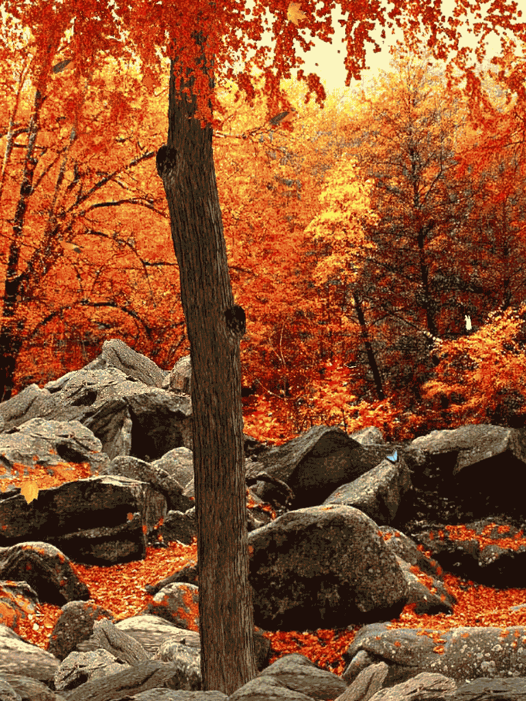 Free download 3D Autumn Woods Have fun customizing this screen