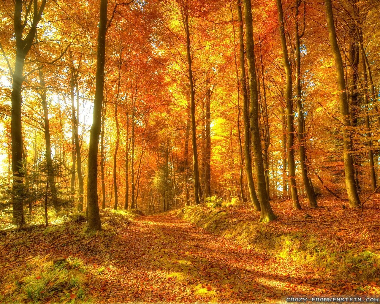 Fascinating Caleb Hester, Road in autumn woods, 1280x1024 pixel