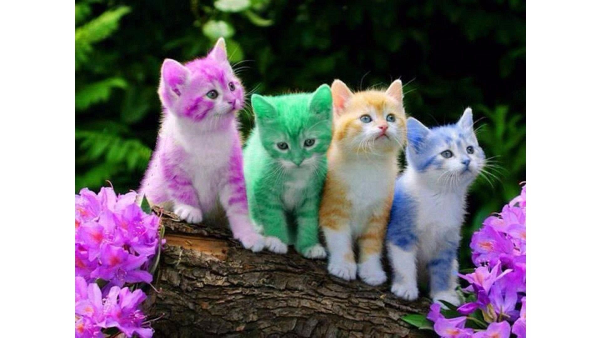 cute easter cats