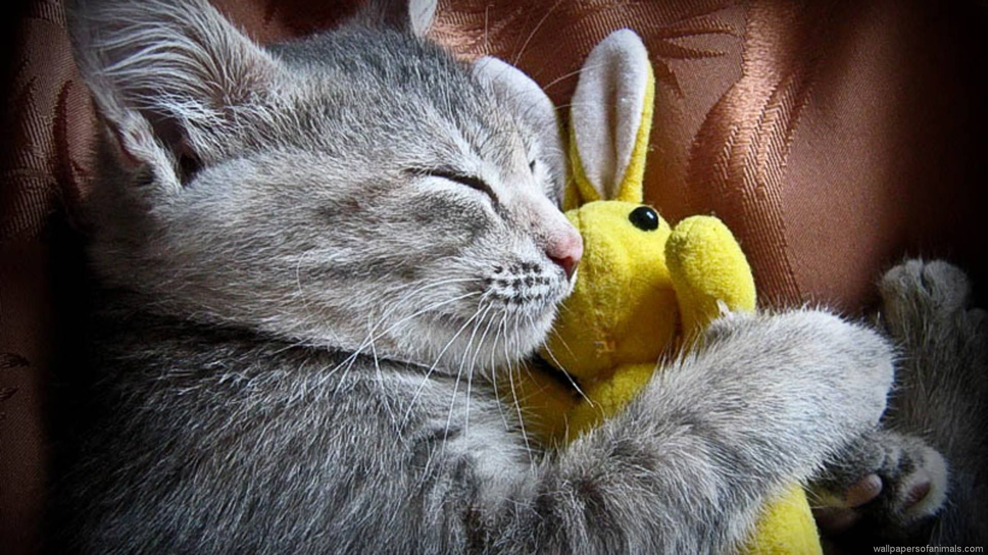 Kitten hugging stuffed bunny. Kittens. Cute cats, Kittens cutest