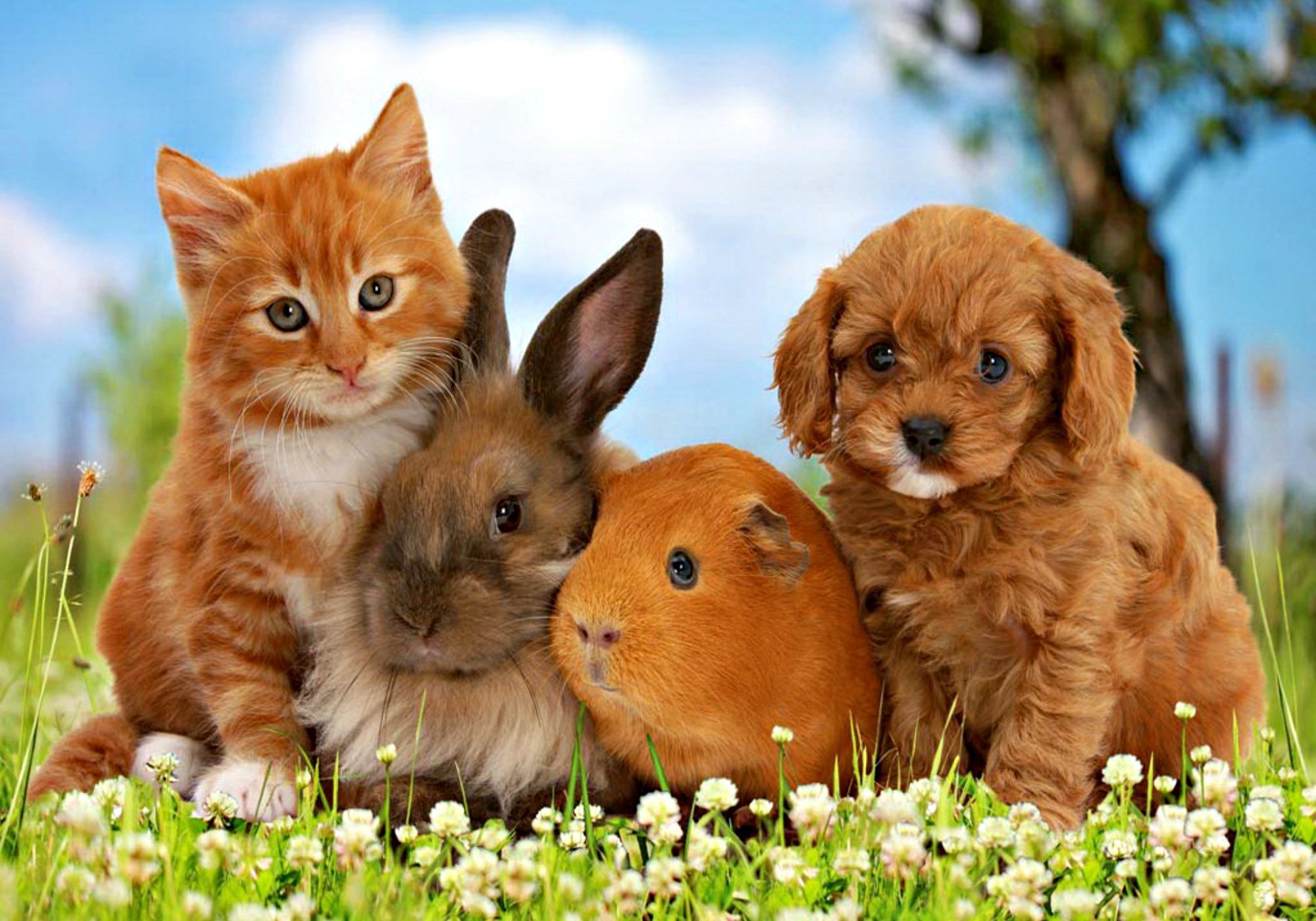 Kittens And Puppies Wallpaper