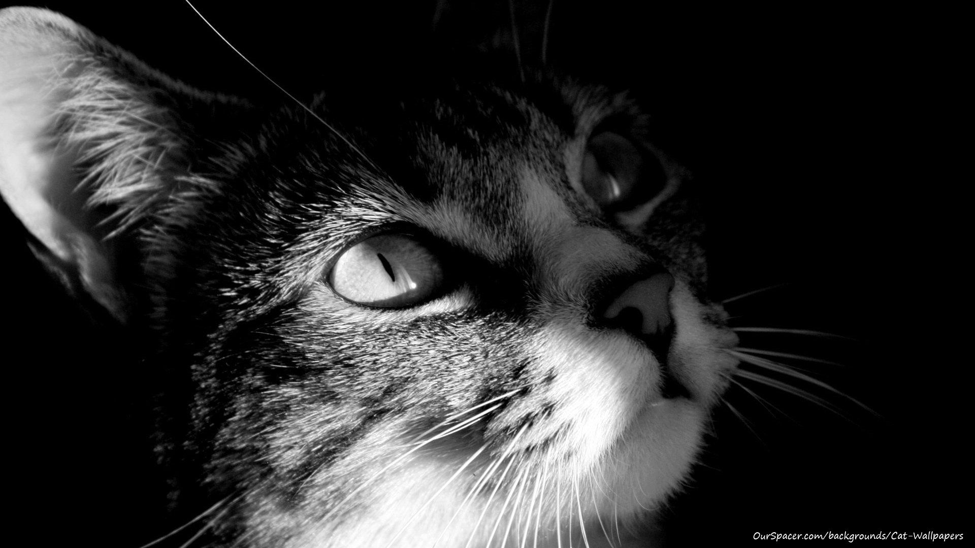 Black and white striped cat 1920x1080 wallpaper and background