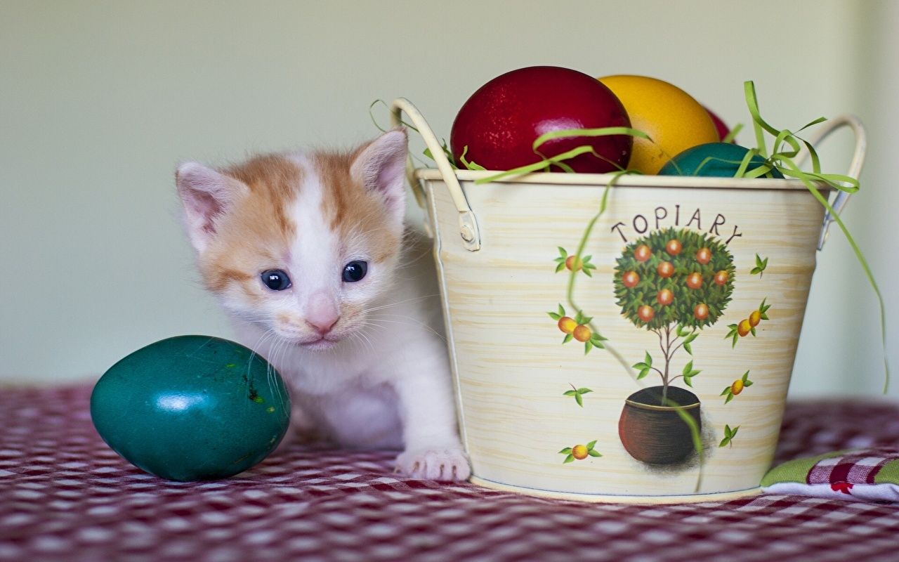 Picture Easter kitty cat Cats Eggs animal Holidays
