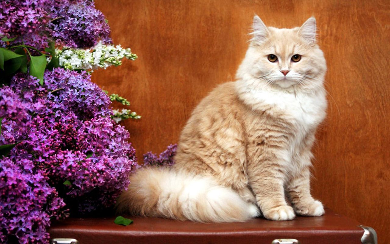 Cats Flower Girl Wallpaper 1280x800. Free Photo picture