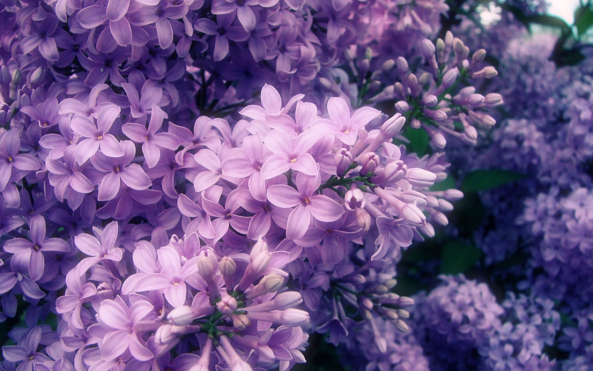 Light Purple Flowers Tumblr Flowers Aesthetic Wallpaper & Background Download